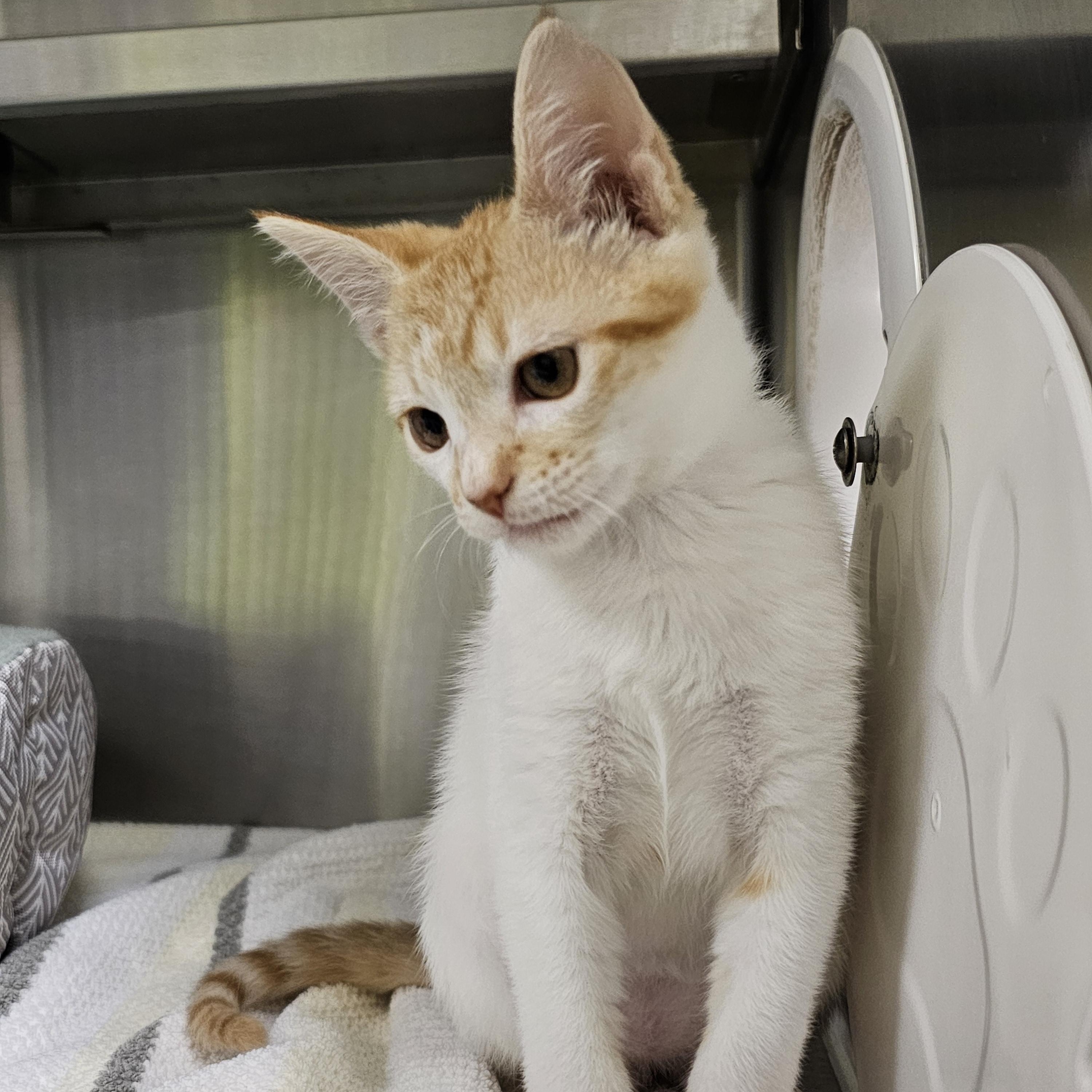 Goldie, an adopted Domestic Short Hair in Stratford, CT image 1/5