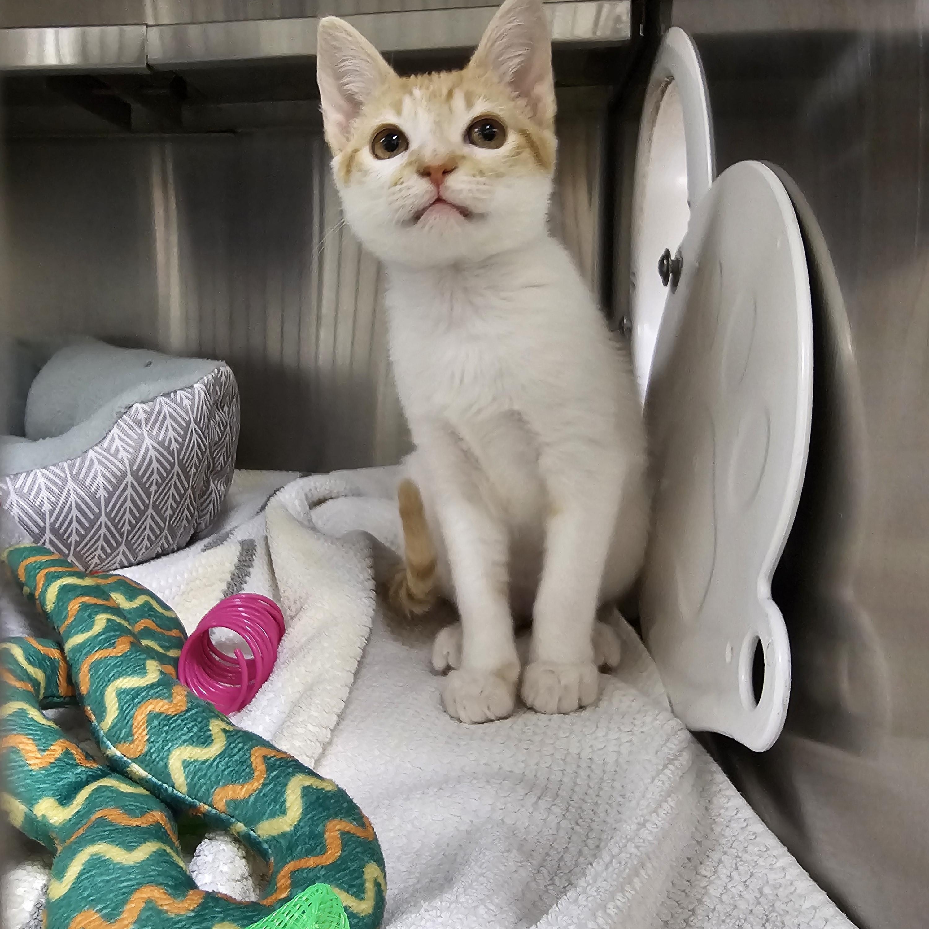 Goldie, an adopted Domestic Short Hair in Stratford, CT image 5/5