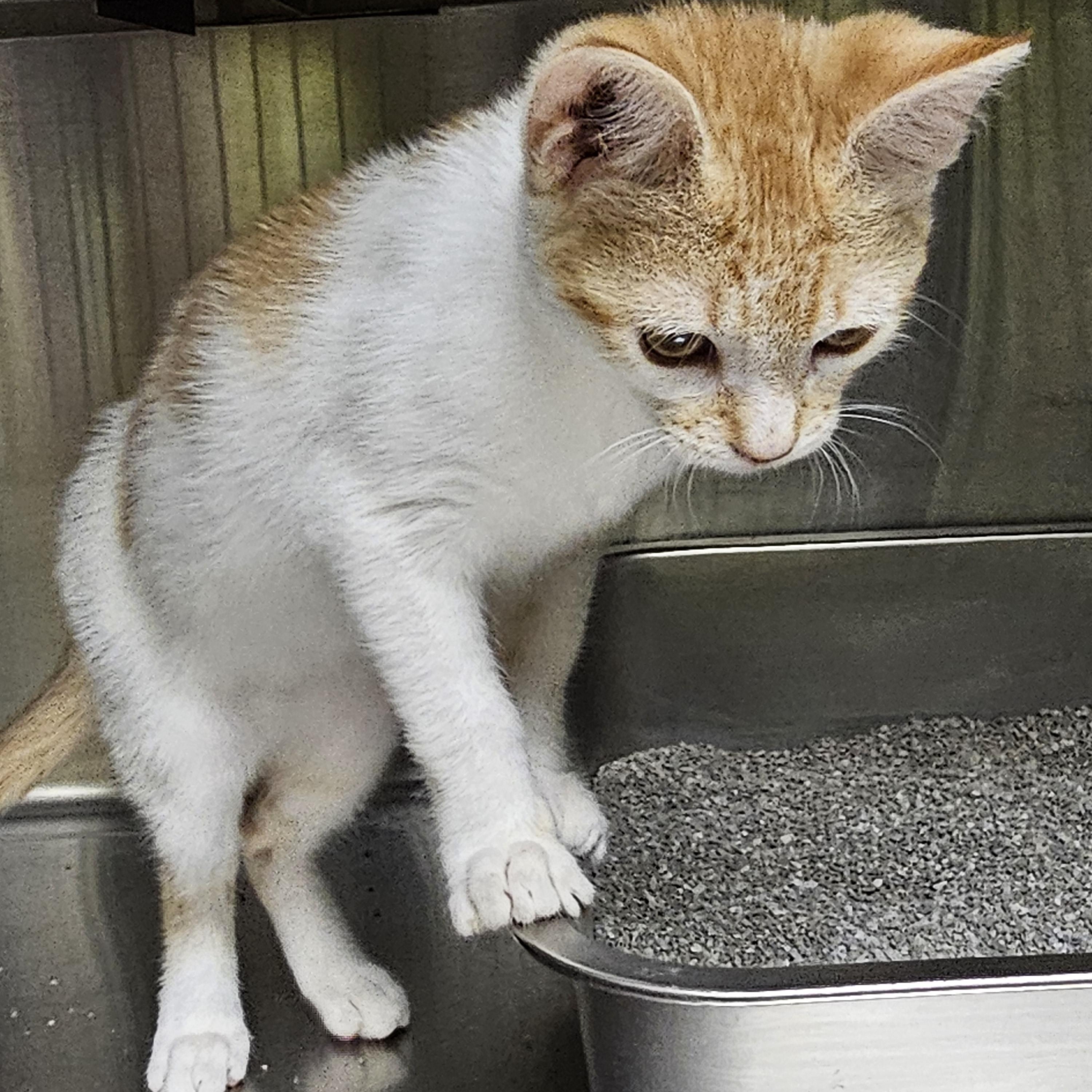 Goldie, an adopted Domestic Short Hair in Stratford, CT image 2/5
