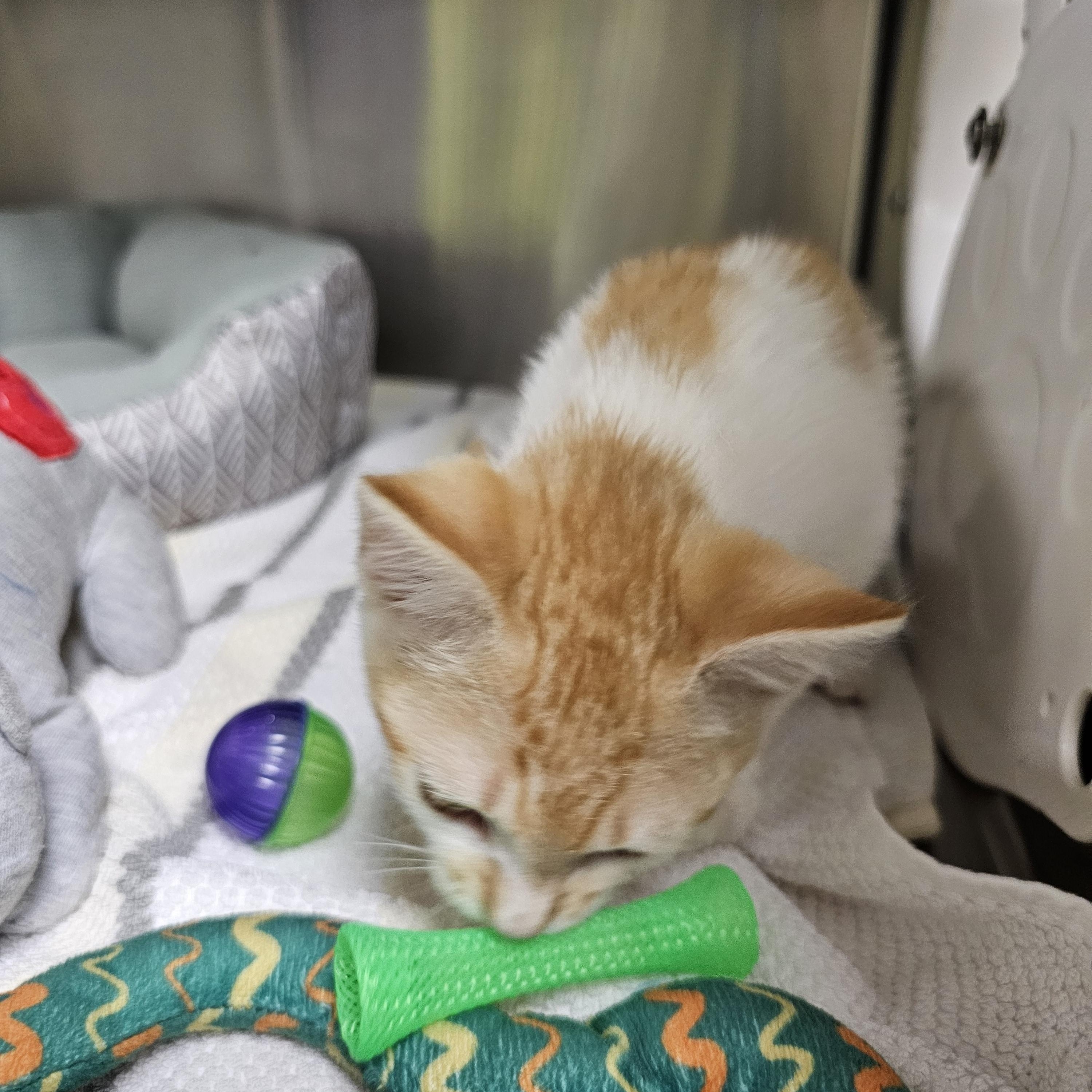 Goldie, an adopted Domestic Short Hair in Stratford, CT image 4/5