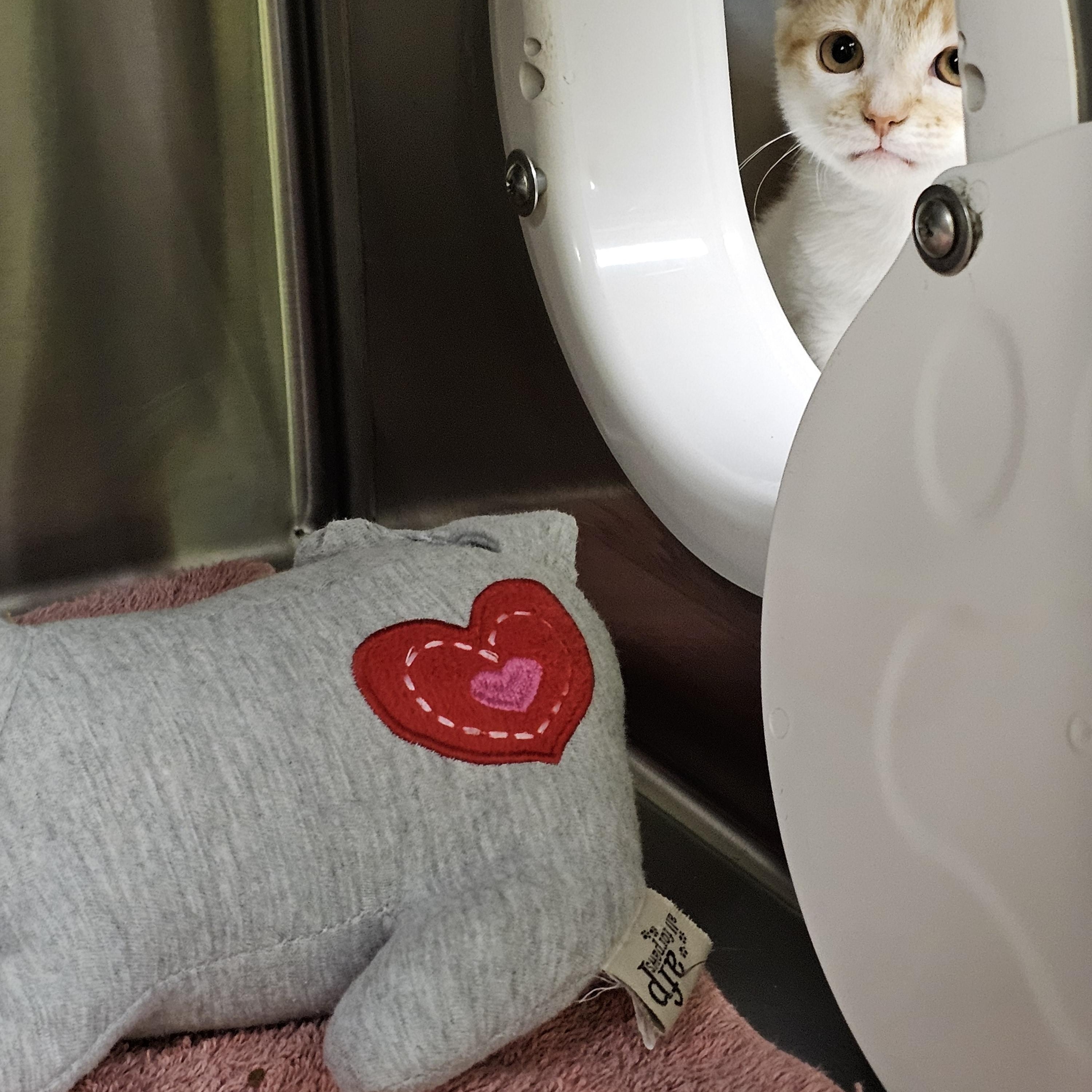 Goldie, an adopted Domestic Short Hair in Stratford, CT image 3/5