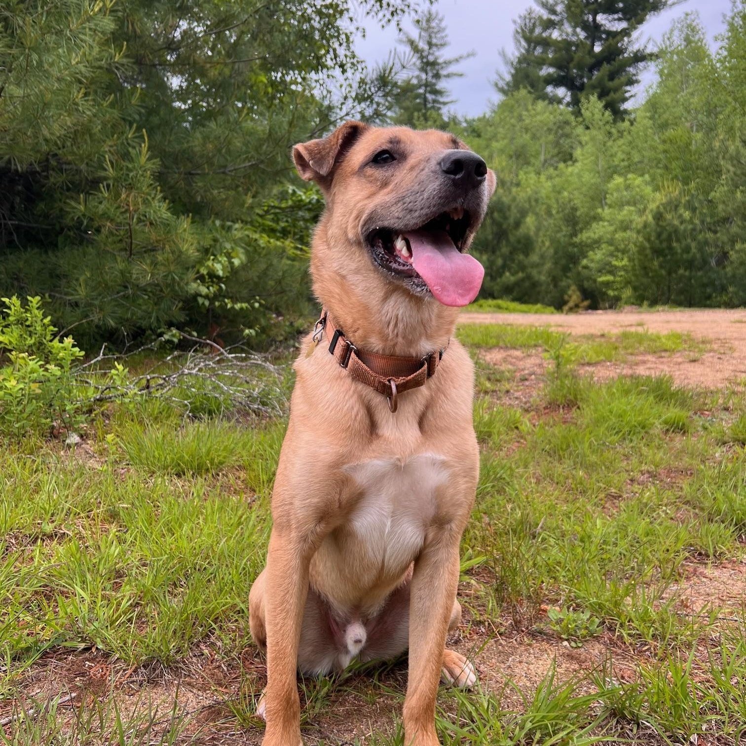 Enlarge Desperado (FEE SPONSORED), a Adoptable mixed breed in Portland, ME image 4/6