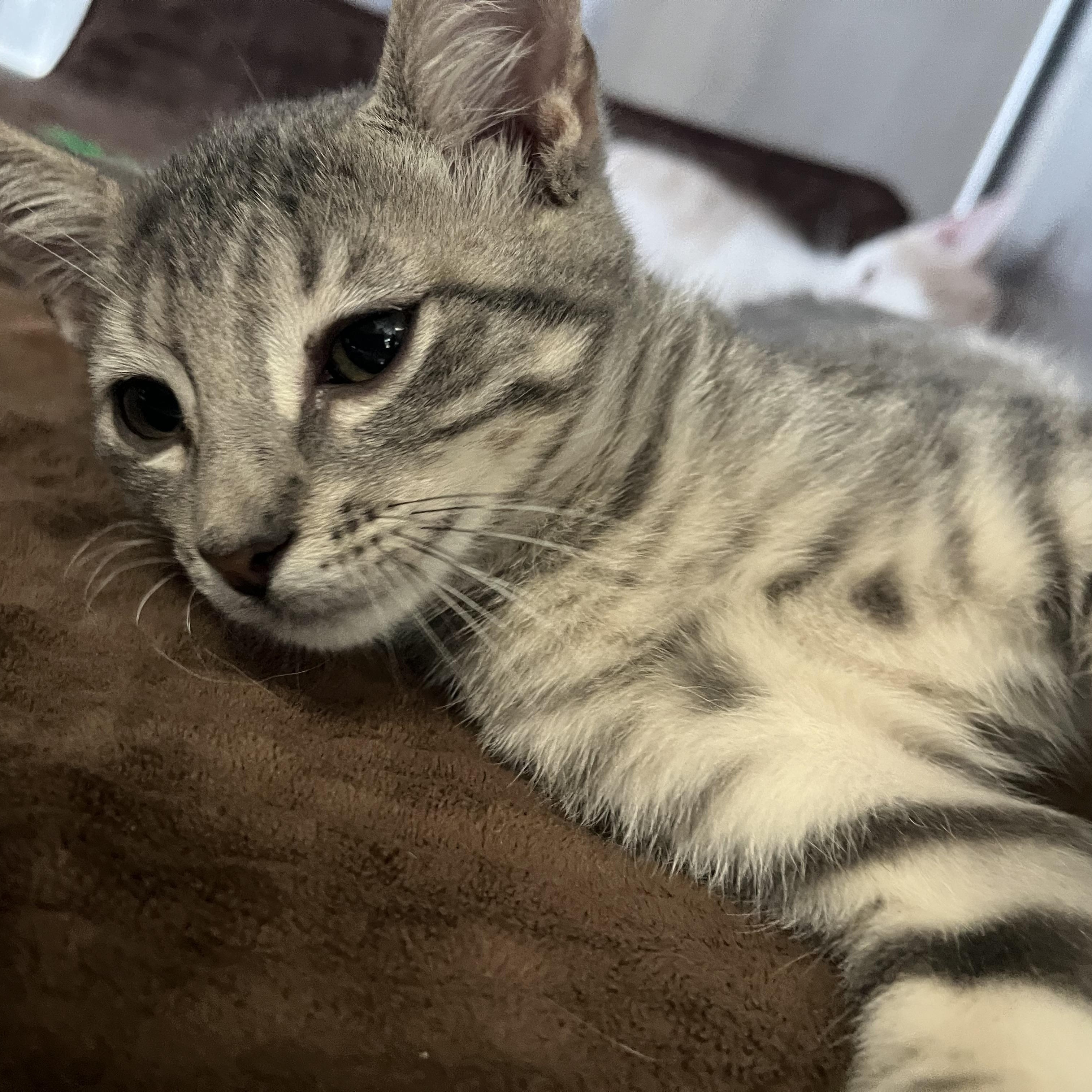 Enlarge George, an adopted Domestic Short Hair in Hammond, LA image 2/2