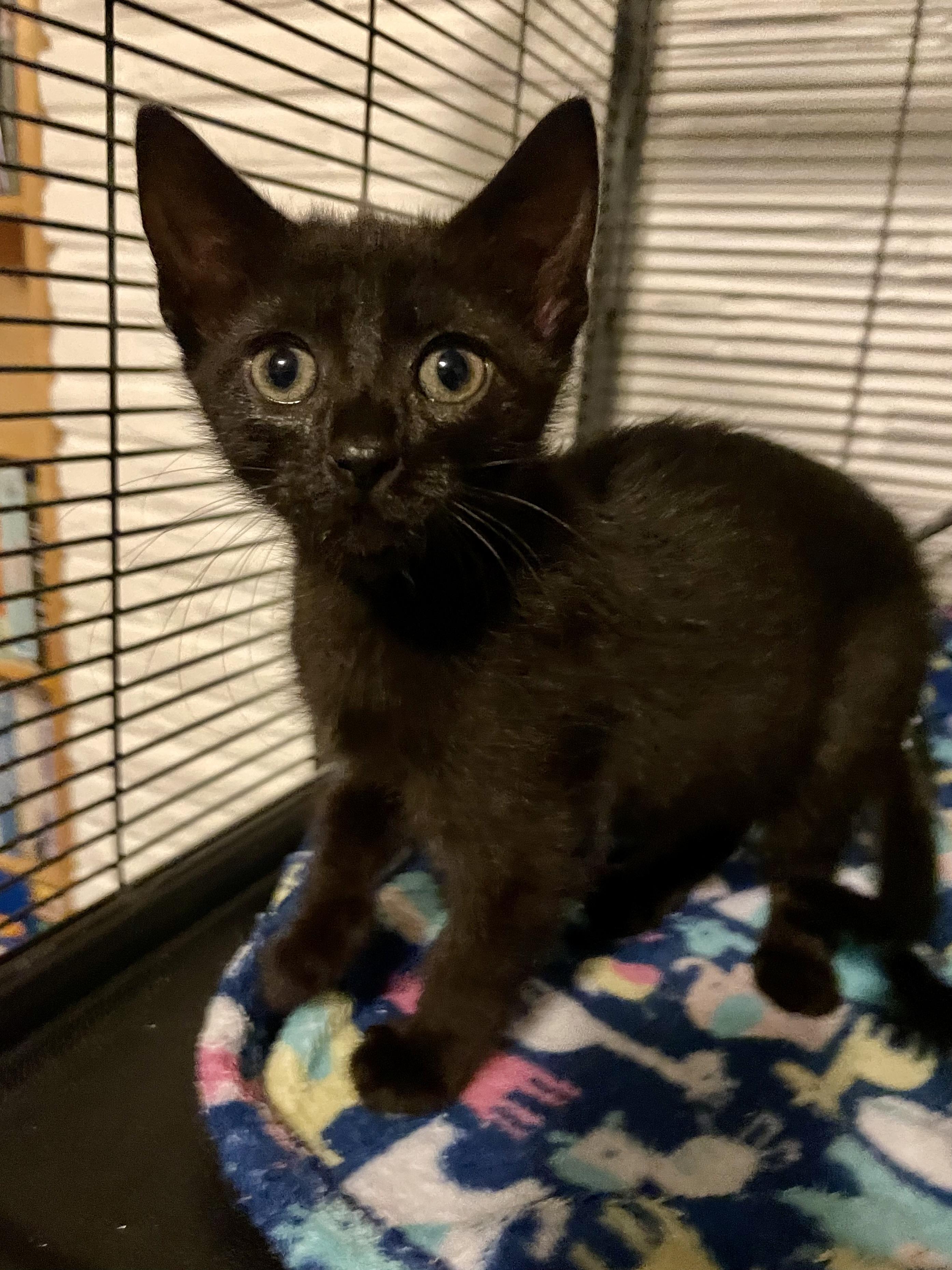 Enlarge Molasses , an adopted Domestic Short Hair in Rochester, WA image 3/5