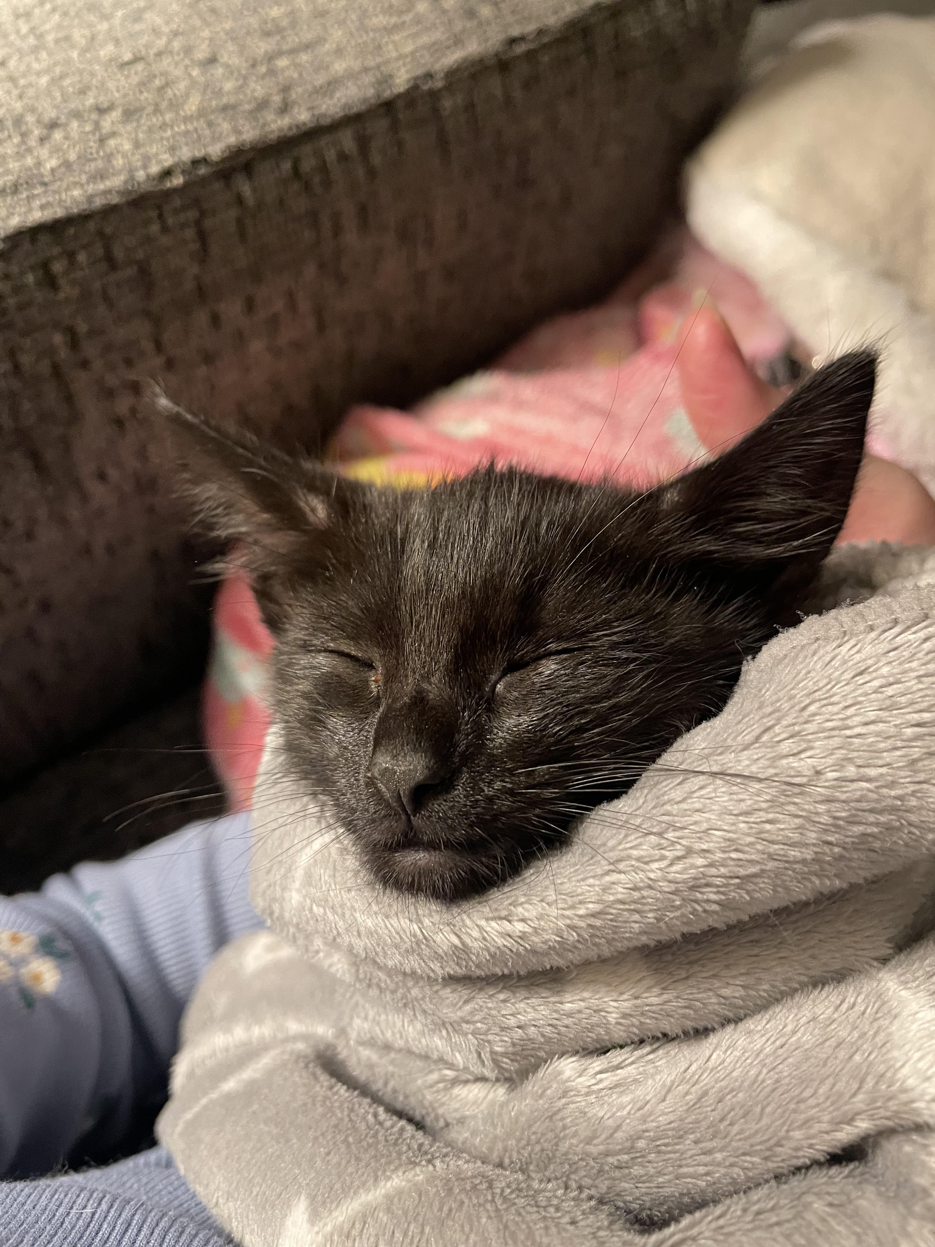 Enlarge Molasses , an adopted Domestic Short Hair in Rochester, WA image 2/5