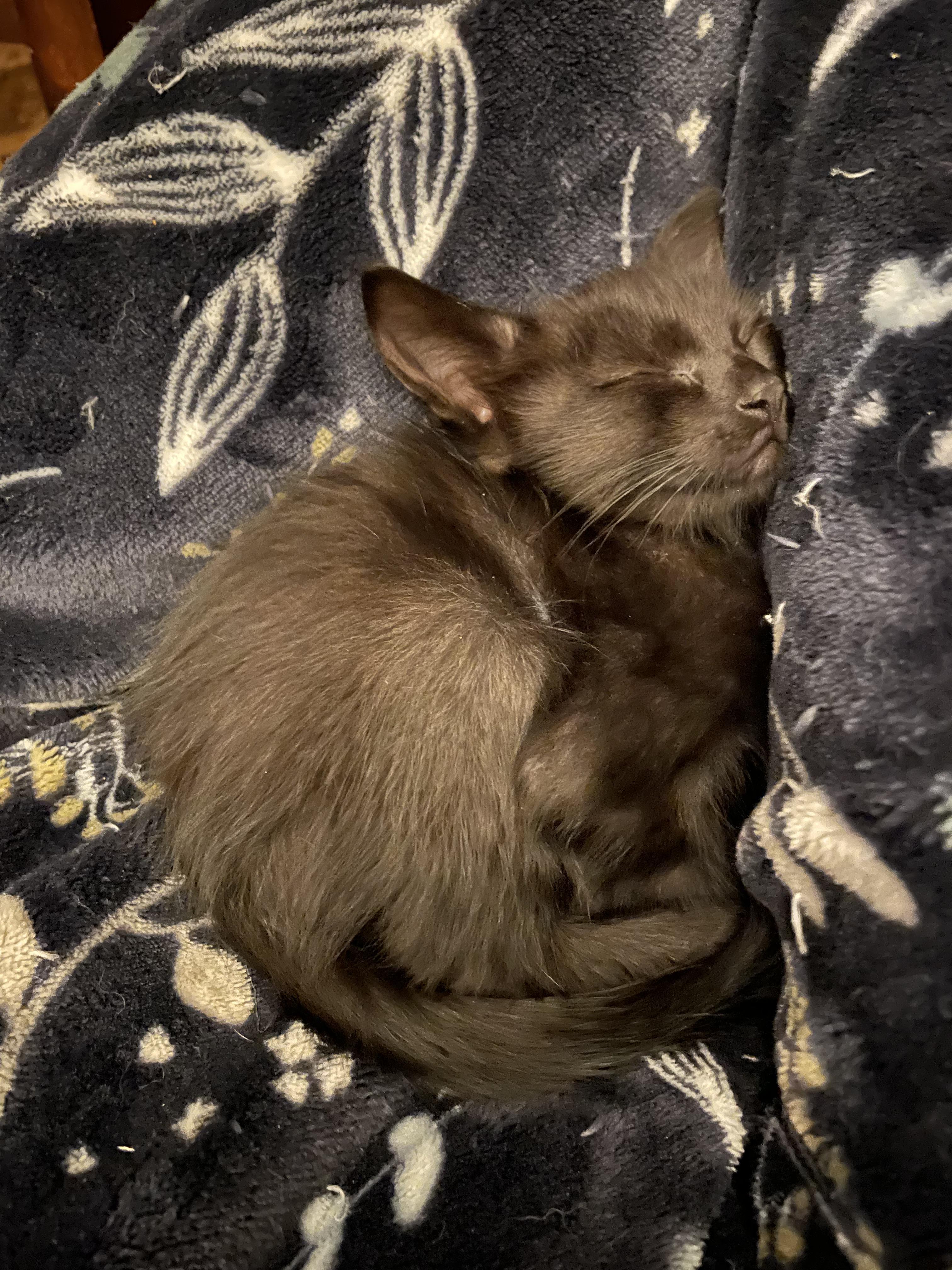 Enlarge Molasses , an adopted Domestic Short Hair in Rochester, WA image 5/5