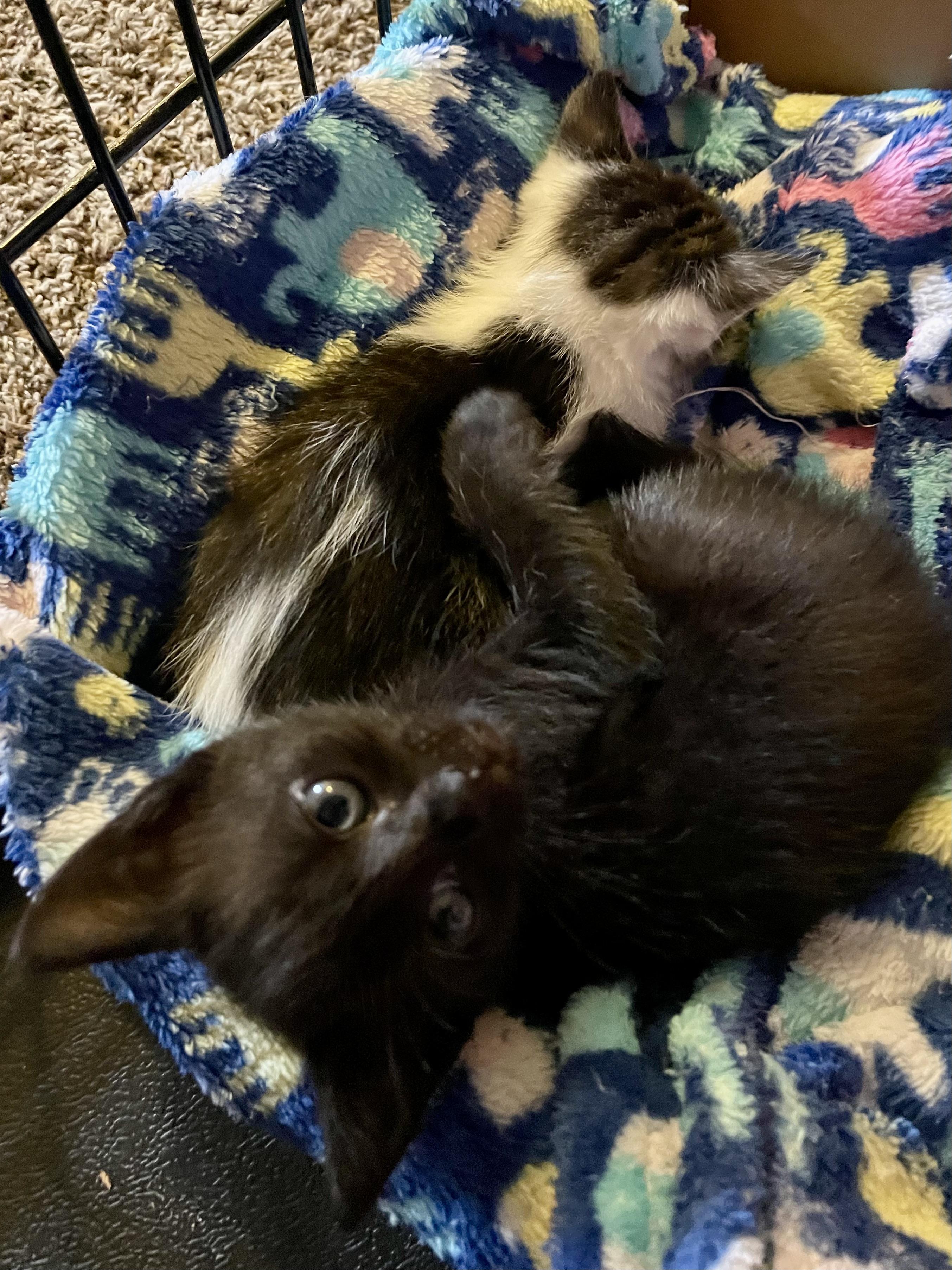 Enlarge Molasses , an adopted Domestic Short Hair in Rochester, WA image 1/5