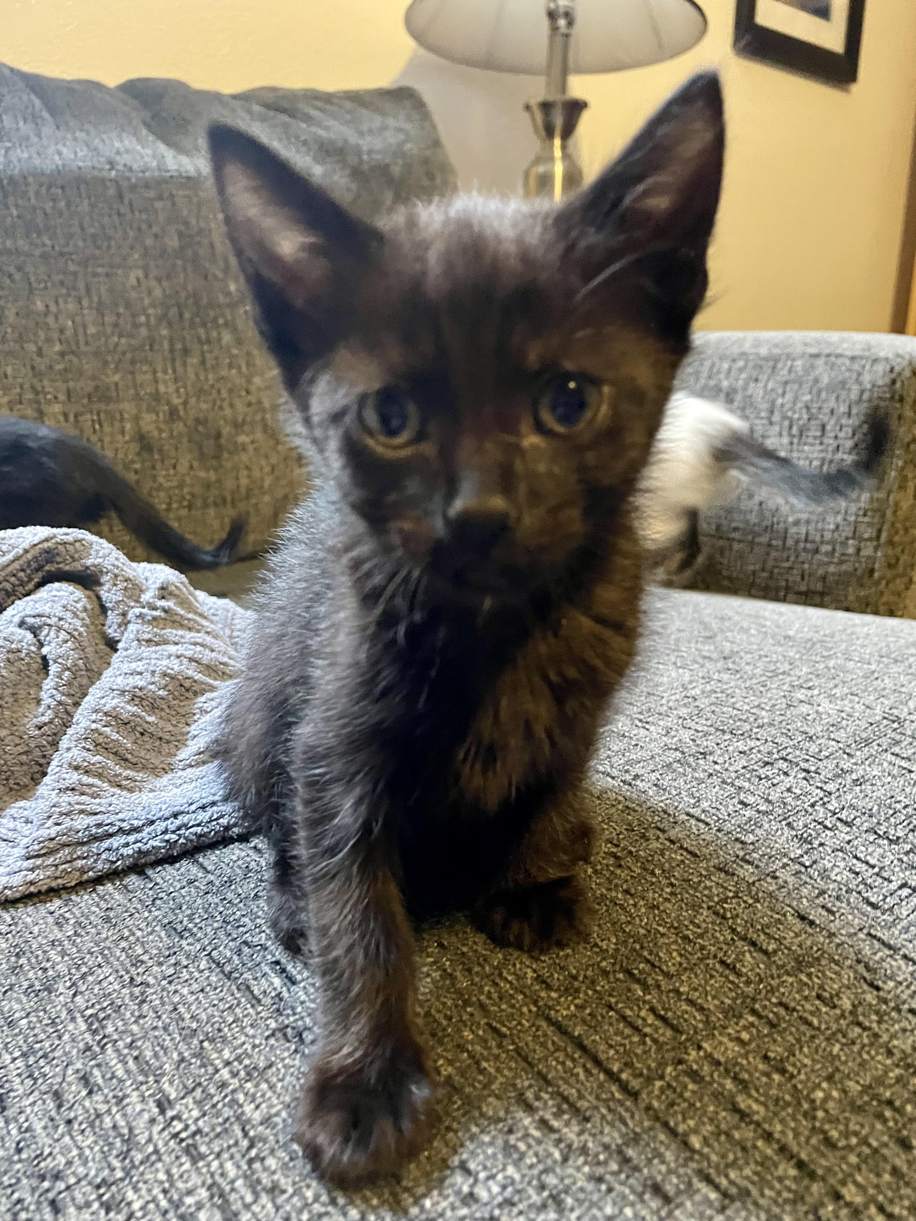 Enlarge Molasses , an adopted Domestic Short Hair in Rochester, WA image 4/5