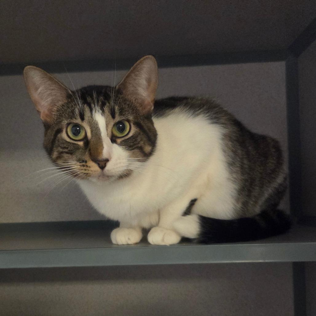 Willadeene, Adoptable, Adult Female Domestic Short Hair.