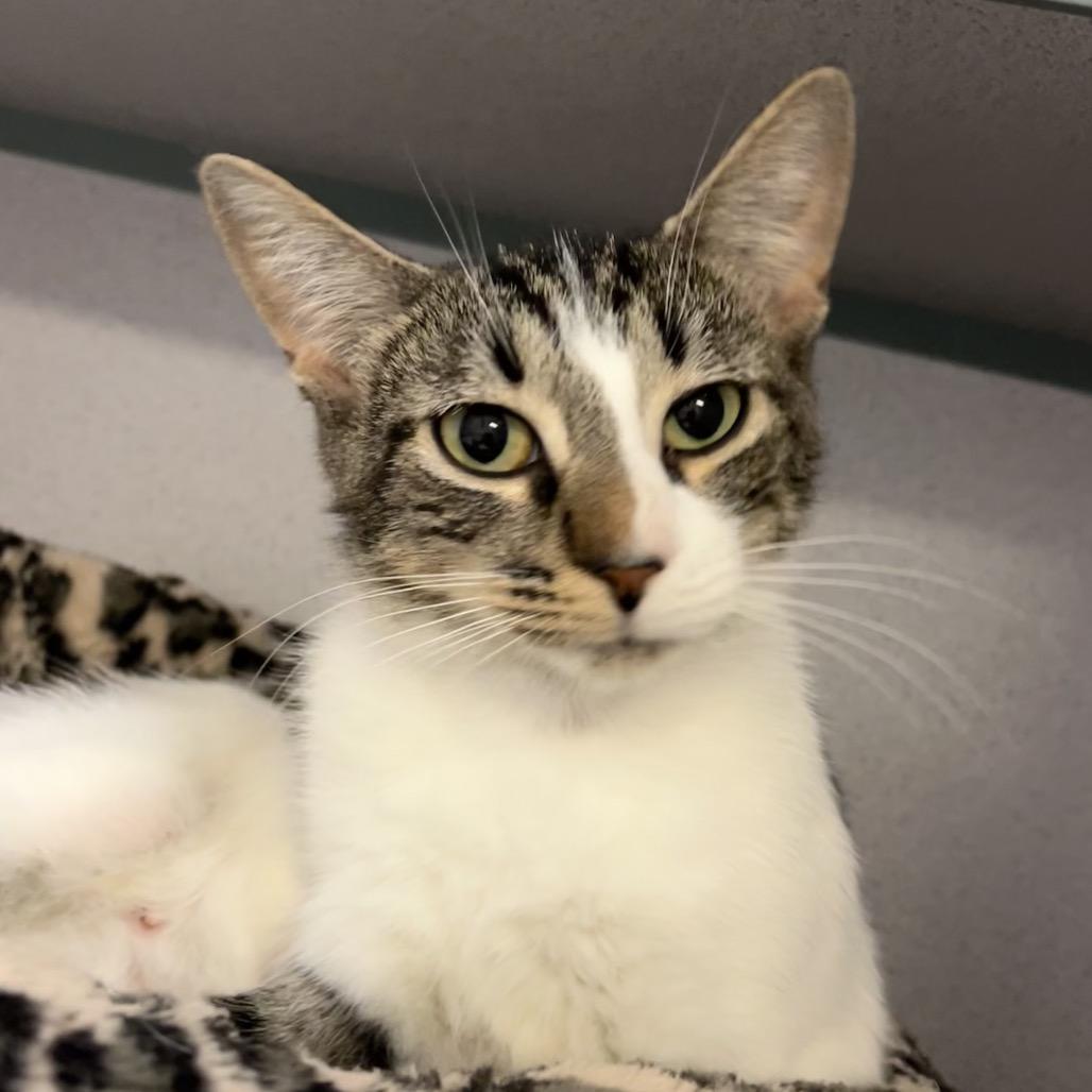 Willadeene, Adoptable, Adult Female Domestic Short Hair.