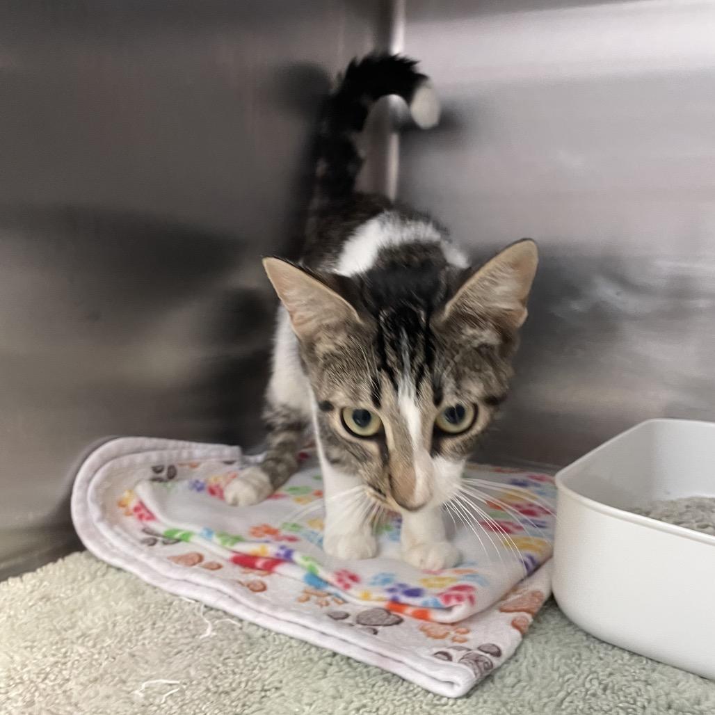 Enlarge Willadeene, a Adoptable Domestic Short Hair in Port Charlotte, FL image 2/3