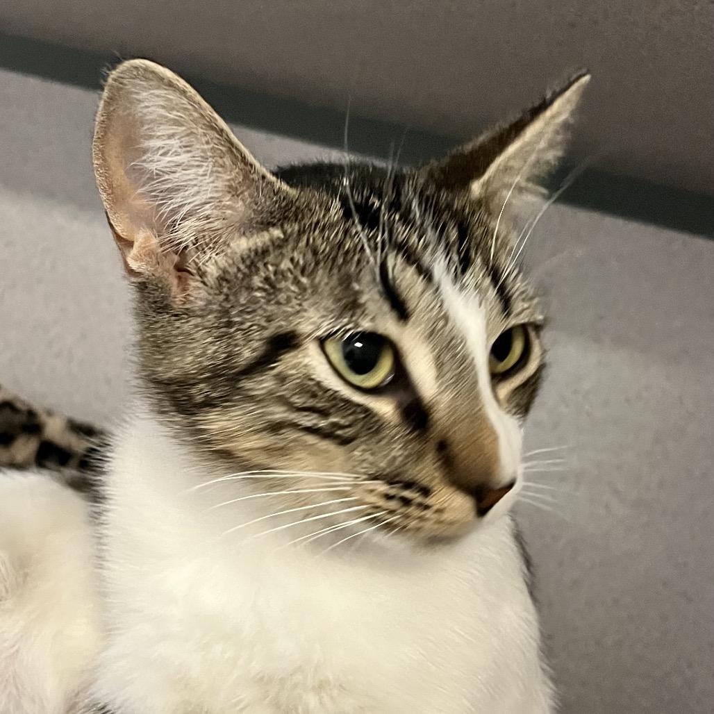 Enlarge Willadeene, a Adoptable Domestic Short Hair in Port Charlotte, FL image 3/3