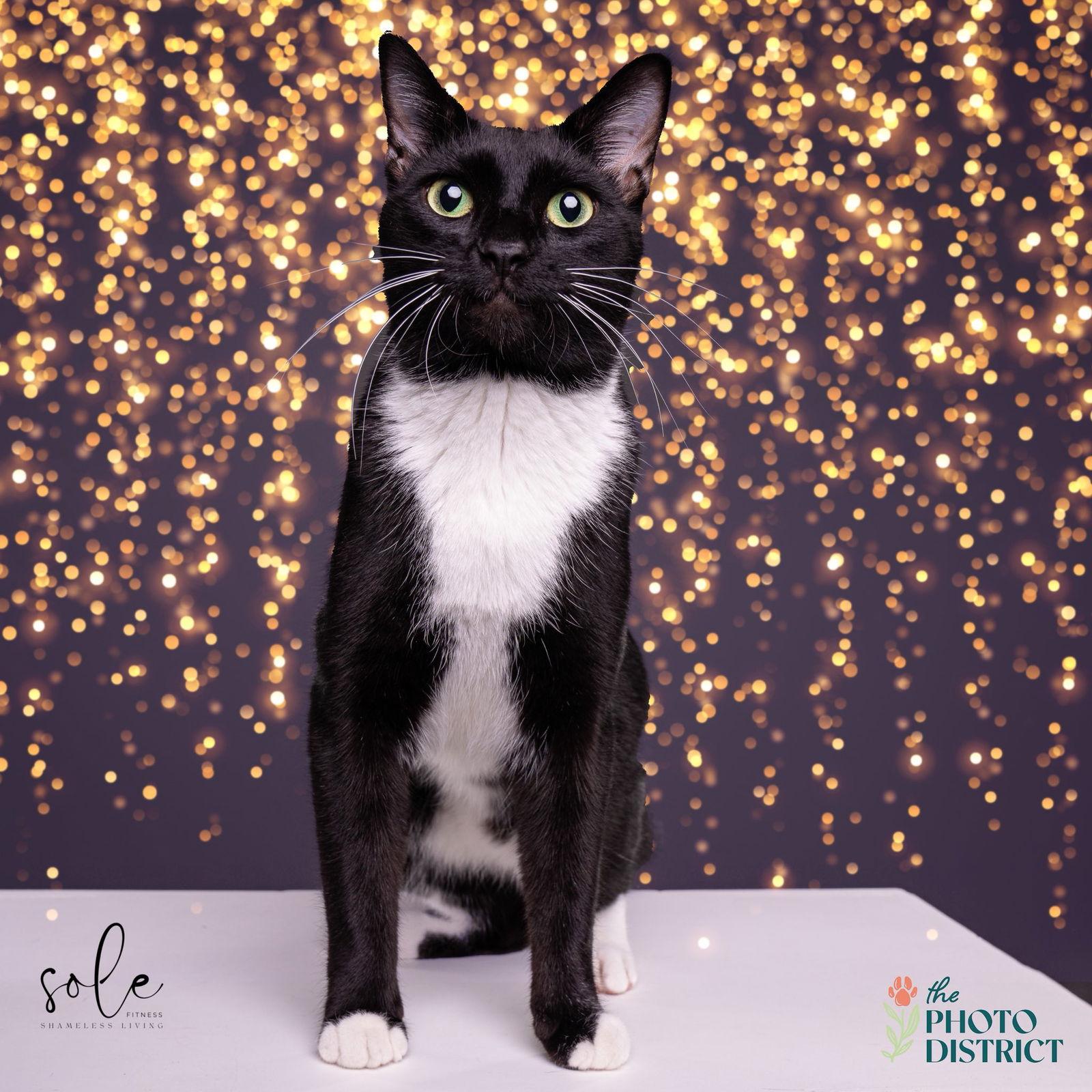 Knox, Adoptable, Young Male Domestic Short Hair.