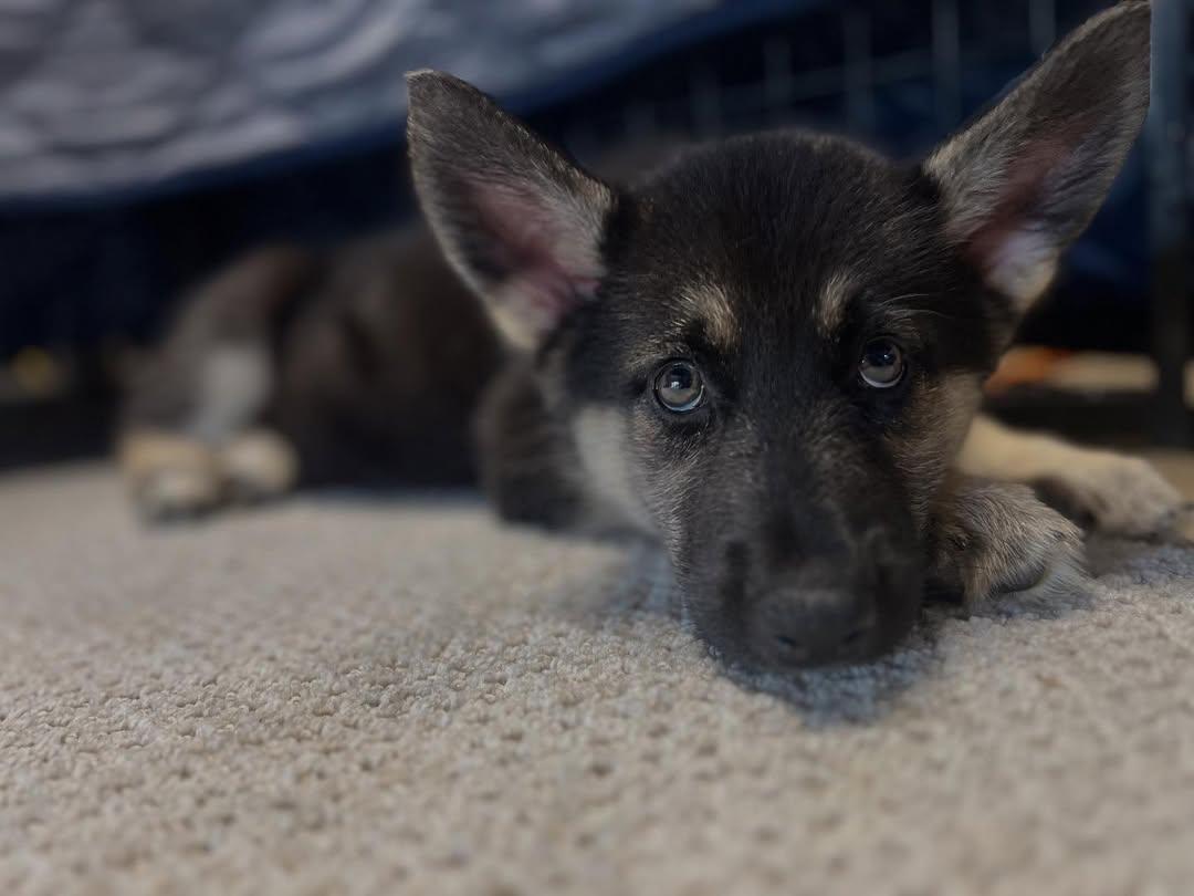 Darwin