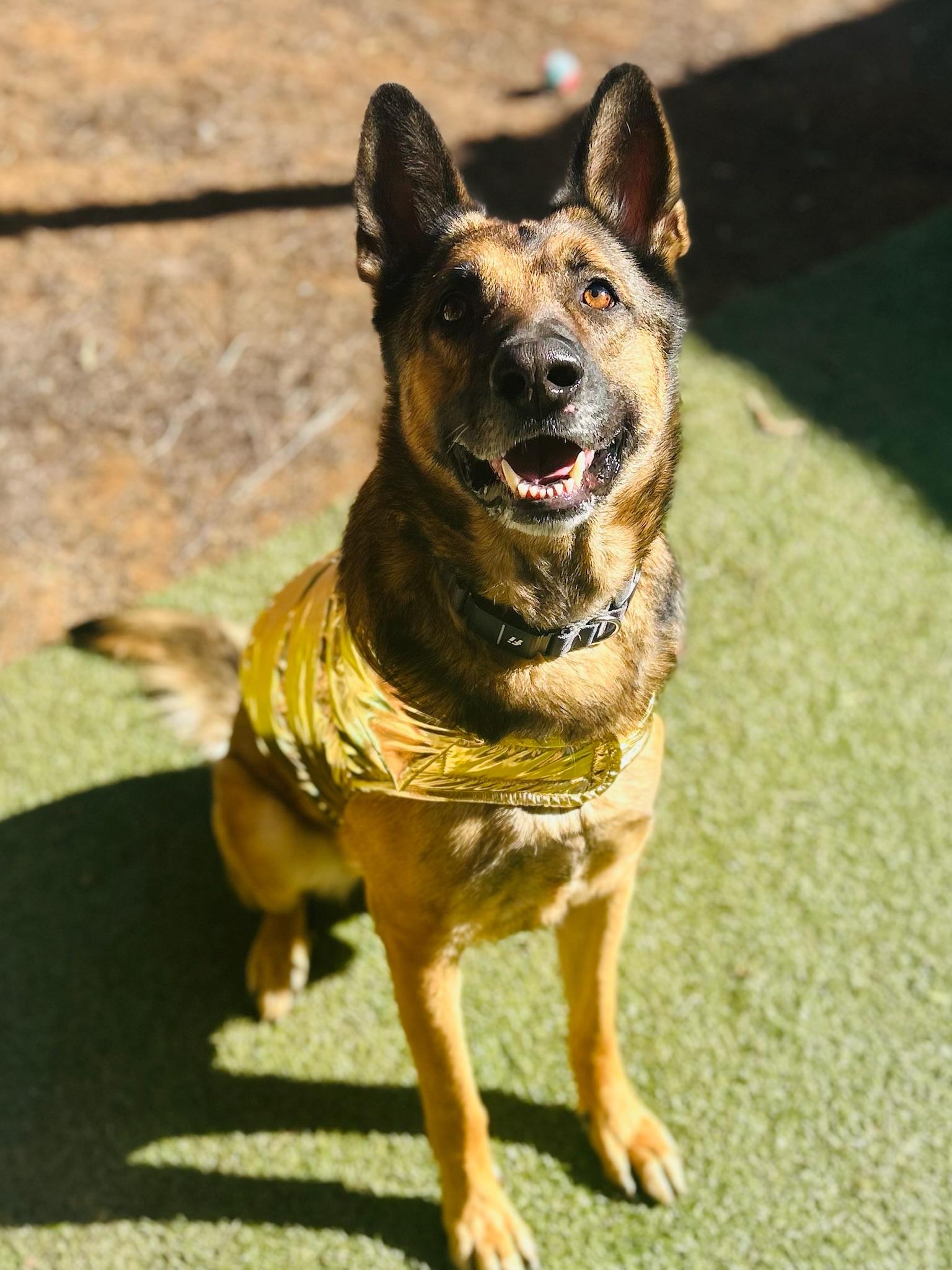 Enlarge Bear, a Adoptable German Shepherd Dog in San Diego , CA image 2/6