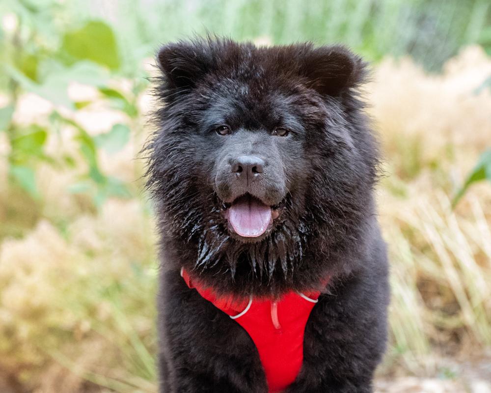 Bear - Purebred Chow photo 1