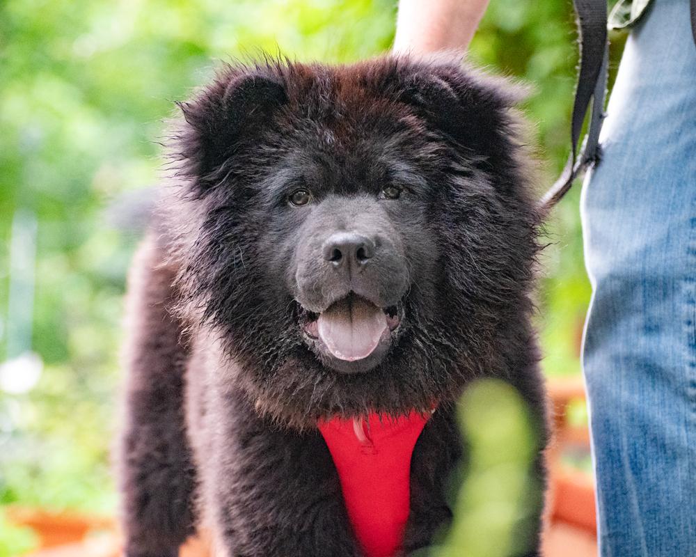 Bear - Purebred Chow thumbnail 4
