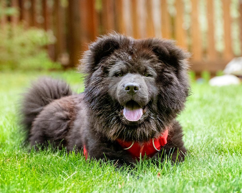 Bear - Purebred Chow thumbnail 6