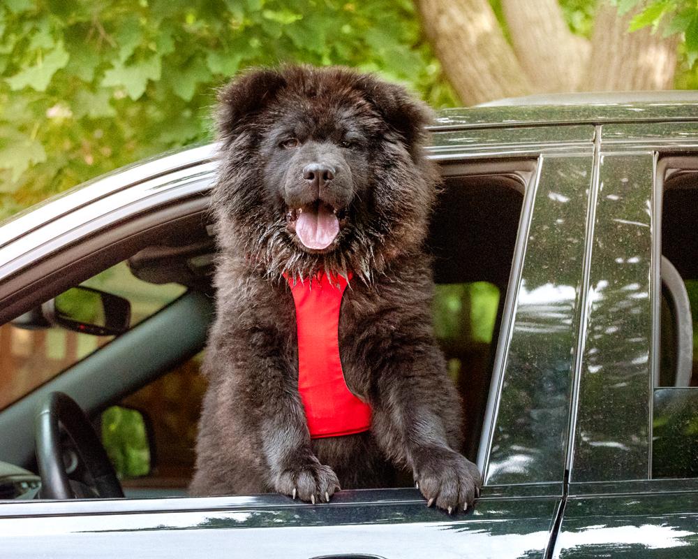 Bear - Purebred Chow thumbnail 5