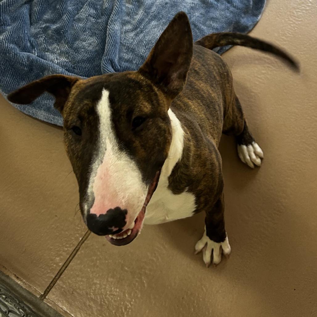 Chico, Adoptable, Young Male Bull Terrier.