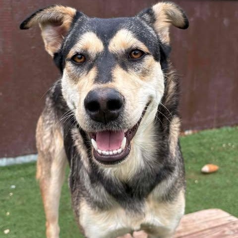 Brendy, Adoptable, Young Male Husky & Shepherd.
