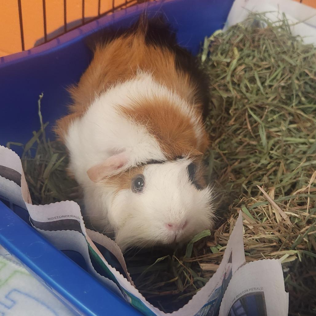 Gina, Adoptable, Adult Female Guinea Pig.