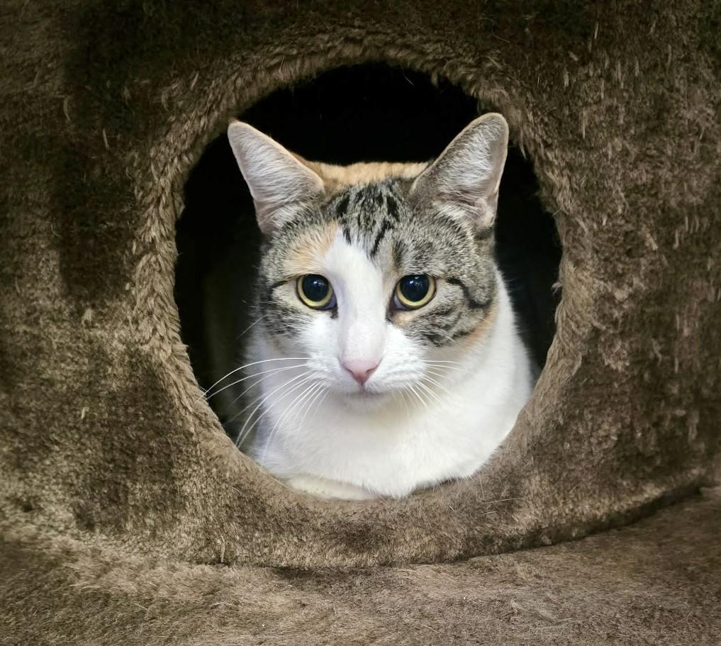 Pixie, Adoptable, Adult Female Calico.