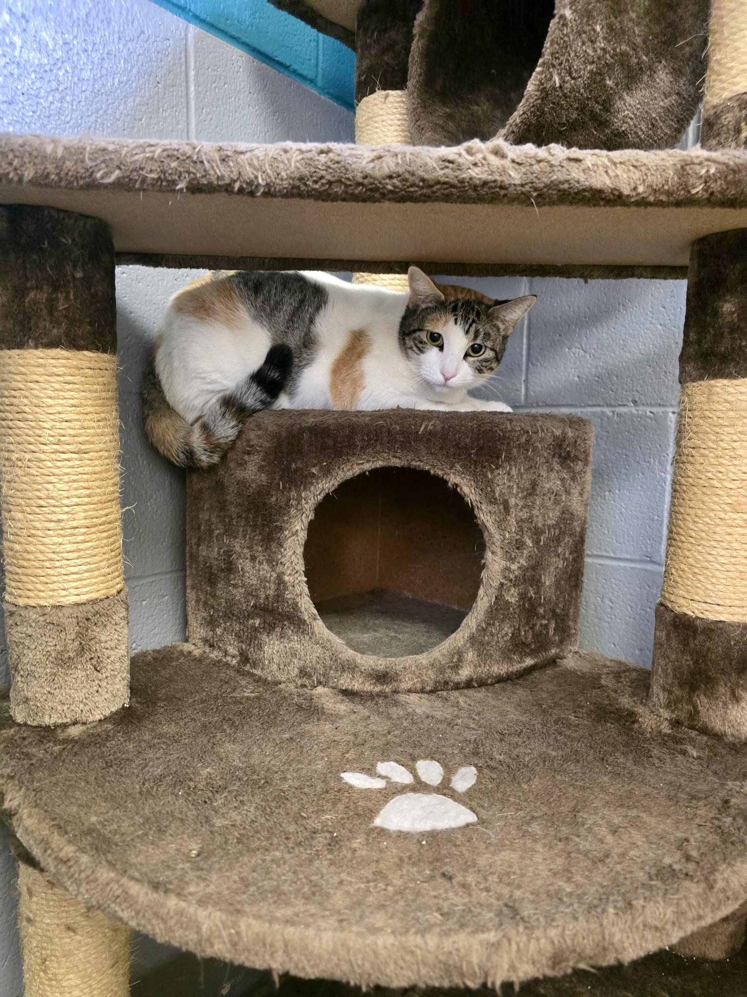 Enlarge Pixie, a Adoptable Calico in Glendale, AZ image 4/4