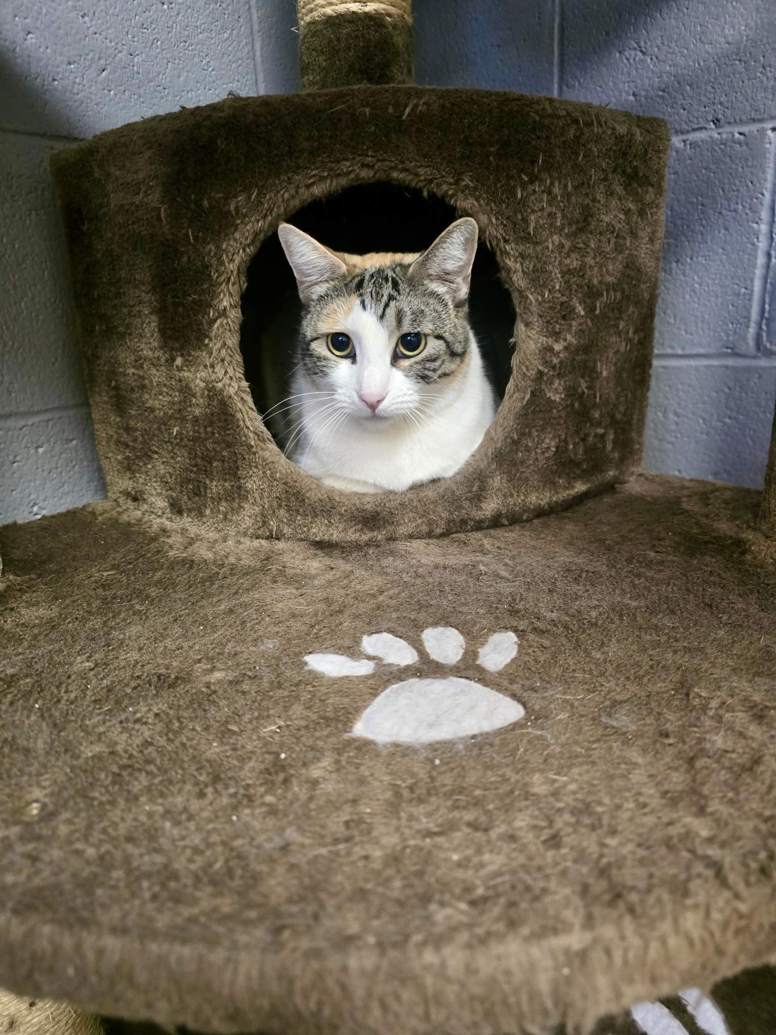 Enlarge Pixie, a Adoptable Calico in Glendale, AZ image 3/4