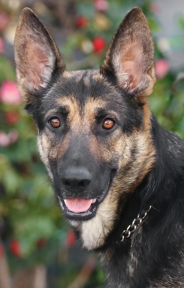 Enlarge Miley von Meissen, a Adoptable German Shepherd Dog in Los Angeles, CA image 3/6