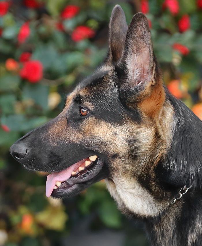 Enlarge Miley von Meissen, a Adoptable German Shepherd Dog in Los Angeles, CA image 5/6