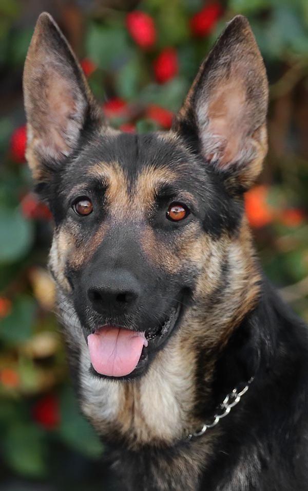 Miley von Meissen, Adoptable, Young Female German Shepherd Dog.