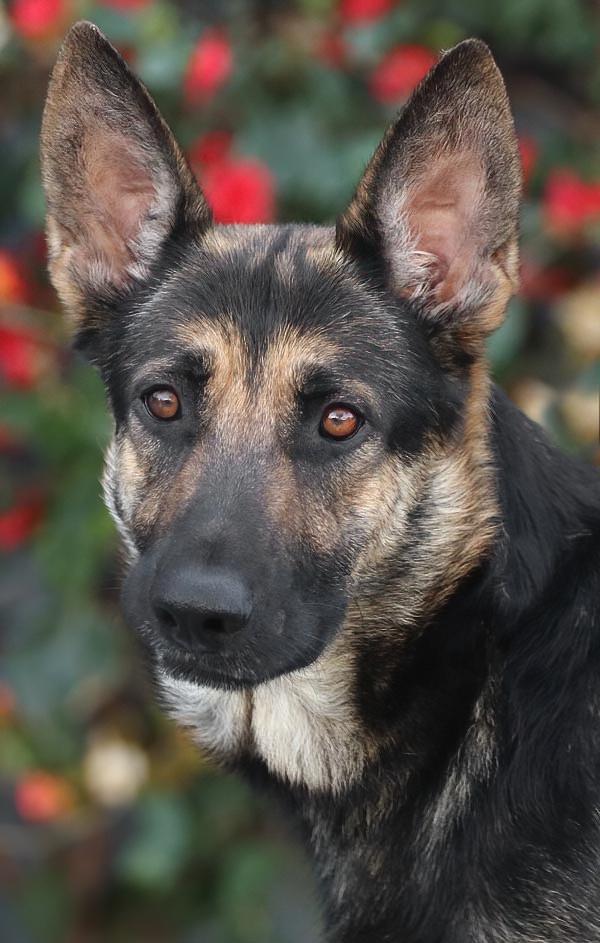 Enlarge Miley von Meissen, a Adoptable German Shepherd Dog in Los Angeles, CA image 4/6