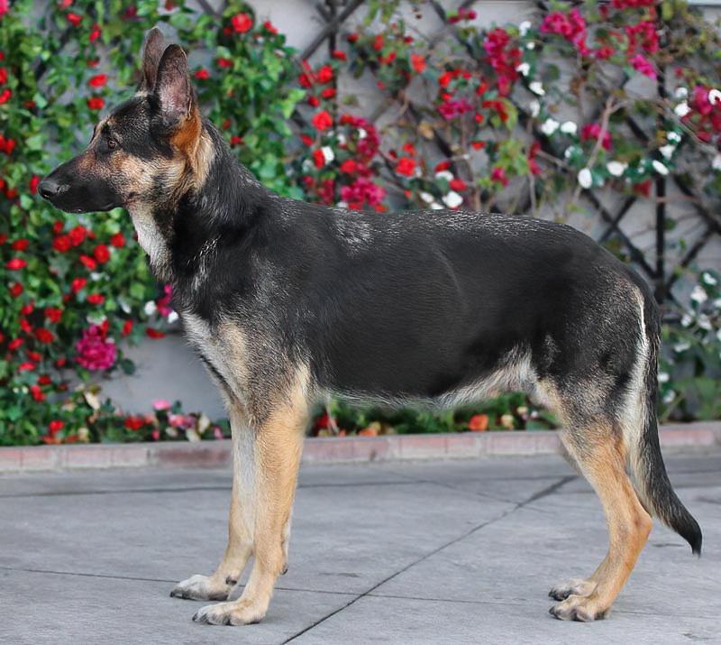 Enlarge Miley von Meissen, a Adoptable German Shepherd Dog in Los Angeles, CA image 6/6