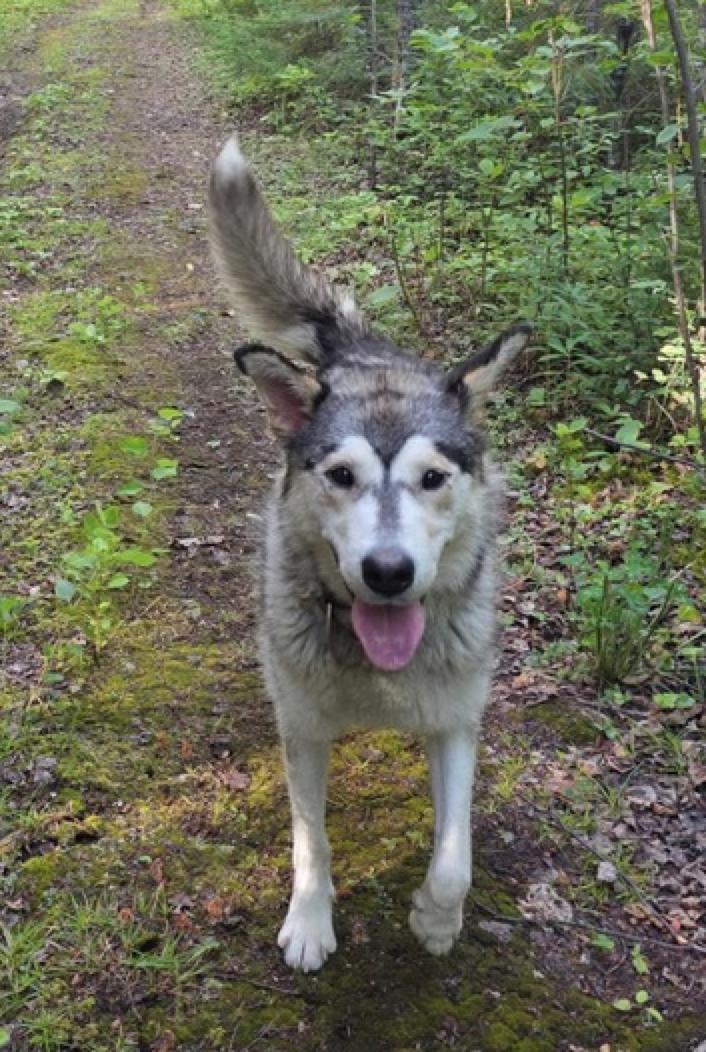 Enlarge Zandra, an adopted mixed breed in Calgary, AB image 2/2
