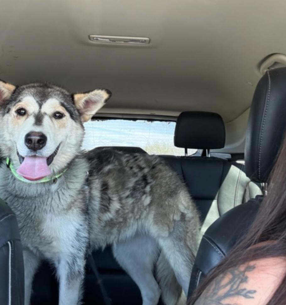 Zandra, adopted, Adult Female Husky & Shepherd.