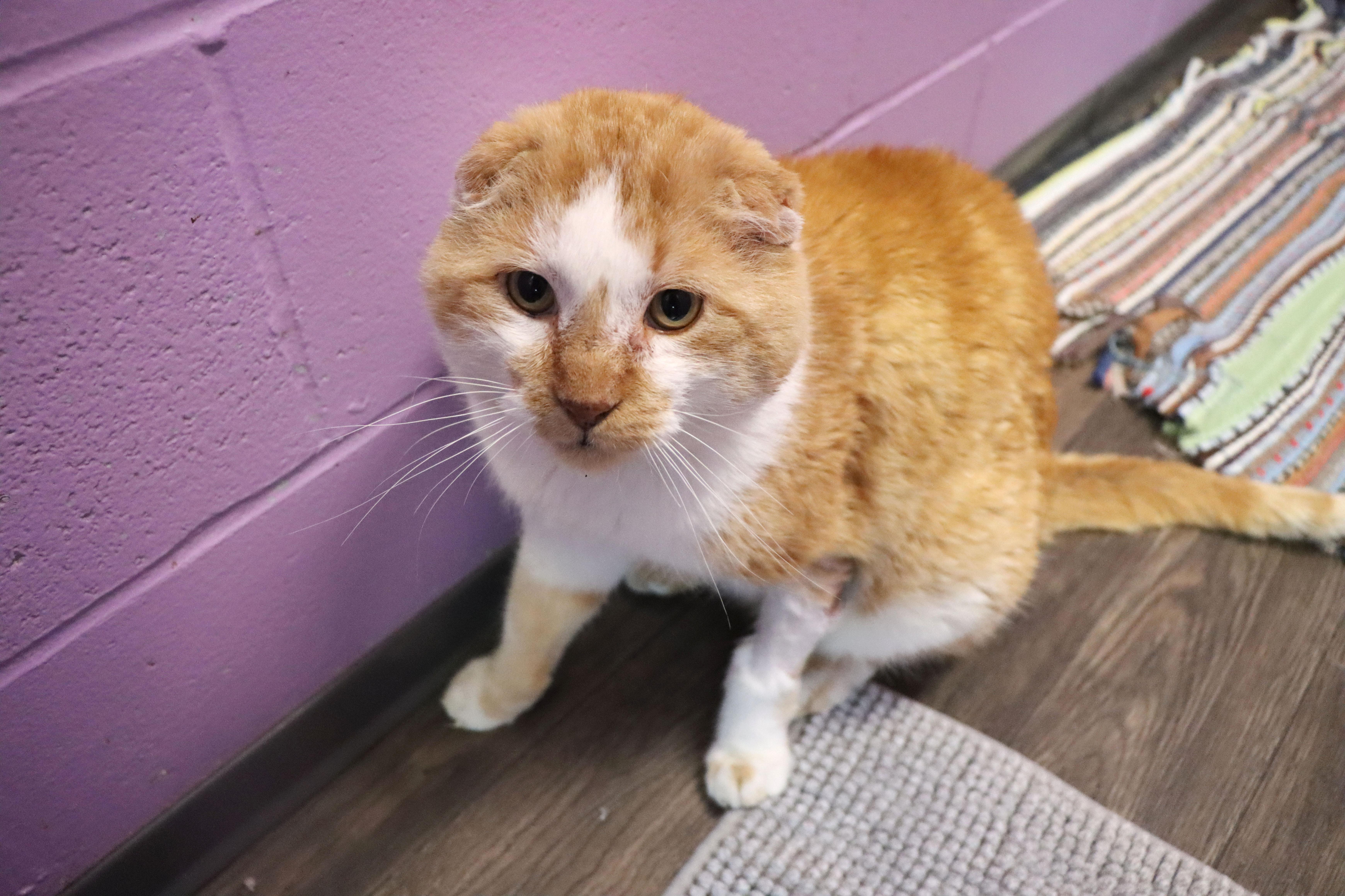 Lebowski, adopted, Adult Male Domestic Short Hair.