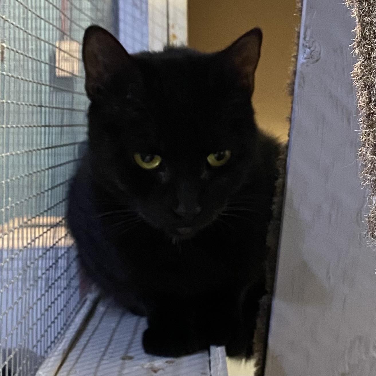 Nelly, Adoptable, Adult Female Domestic Short Hair.