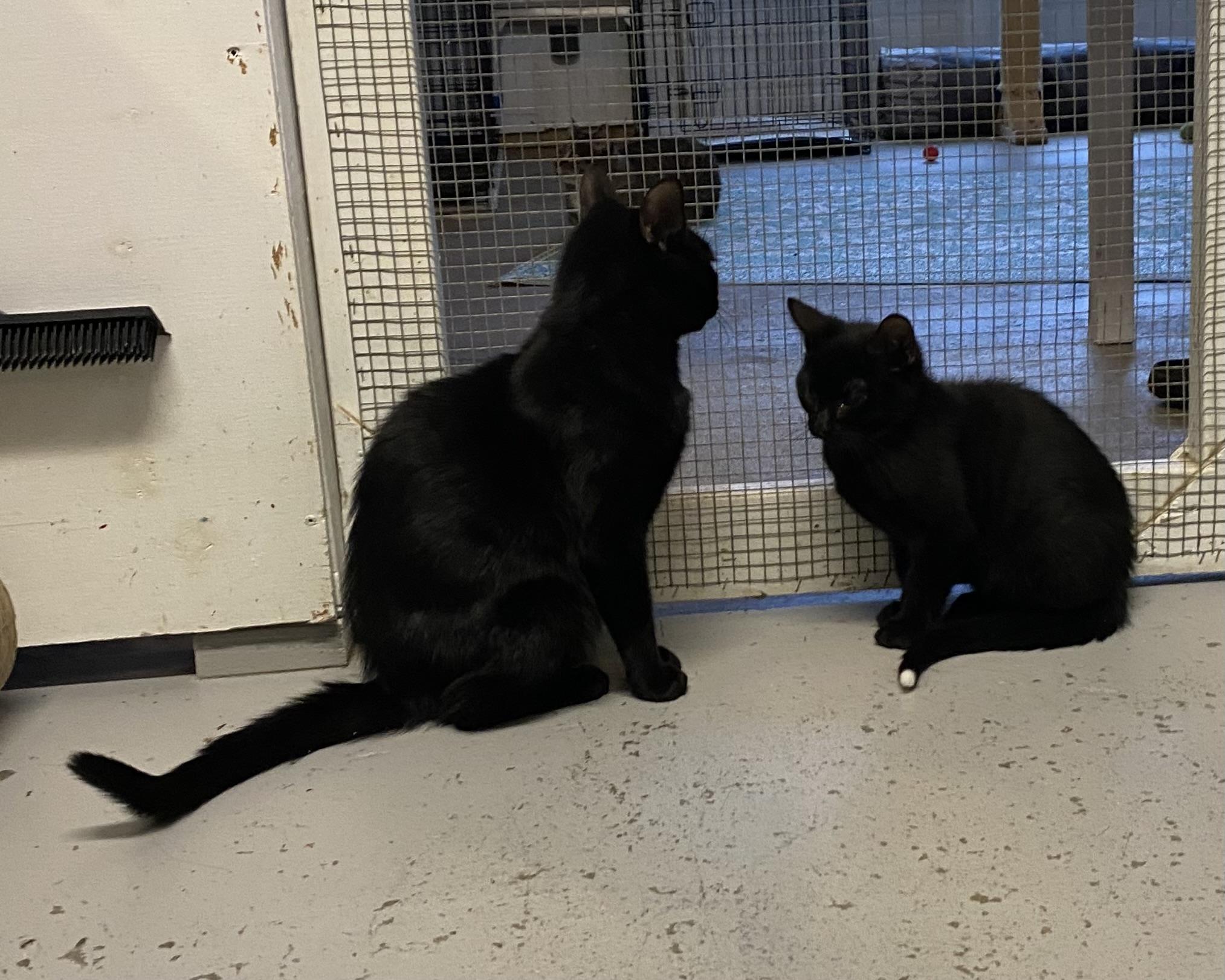 Nelly, a Adoptable Domestic Short Hair in Stanstead, QC image 6/6