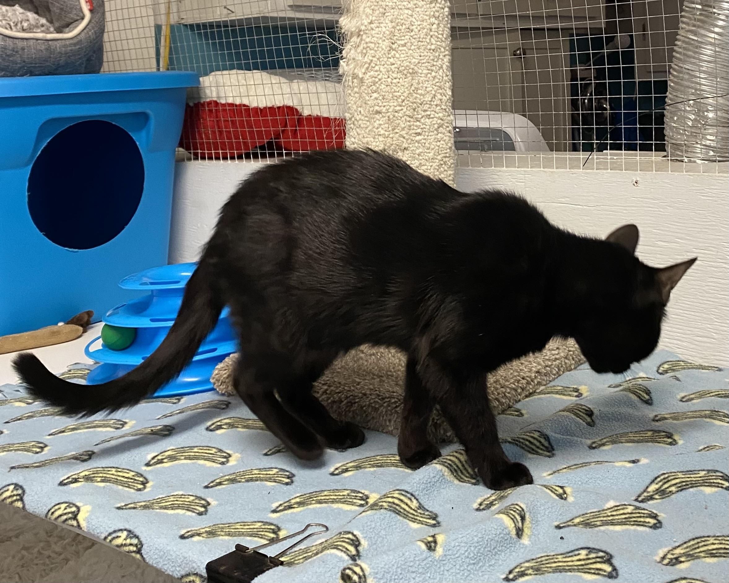 Nelly, a Adoptable Domestic Short Hair in Stanstead, QC image 2/6