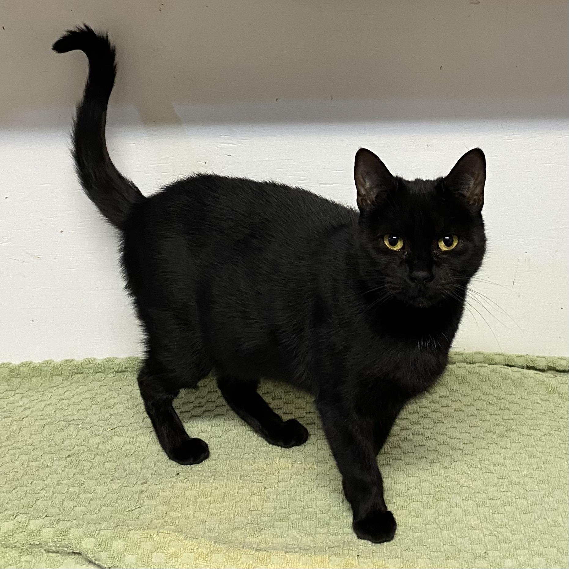 Enlarge Nelly, a Adoptable Domestic Short Hair in Stanstead, QC image 1/4