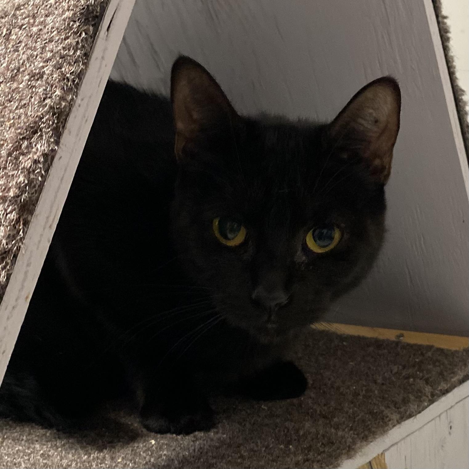 Nelly, a Adoptable Domestic Short Hair in Stanstead, QC image 5/6