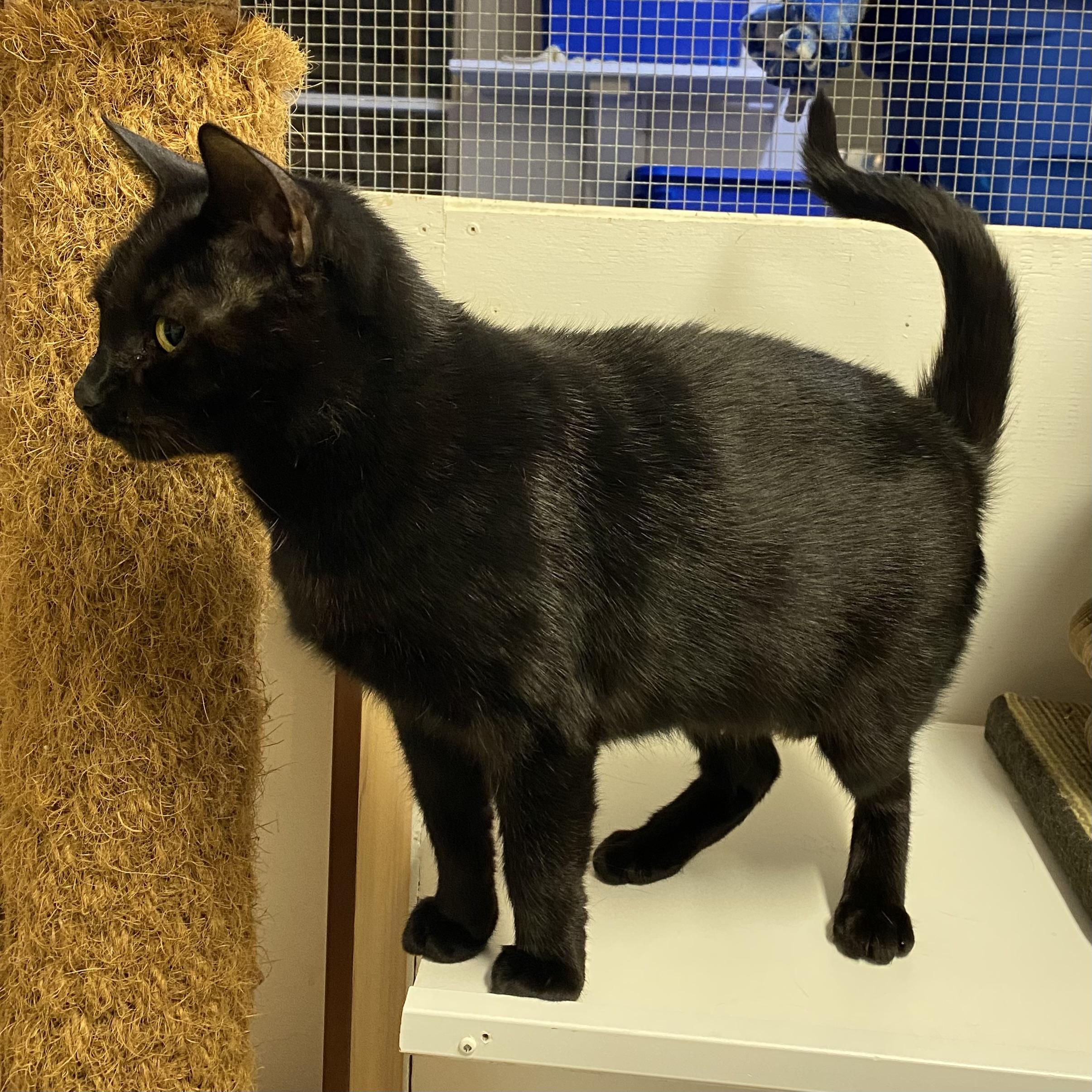 Enlarge Nelly, a Adoptable Domestic Short Hair in Stanstead, QC image 2/4