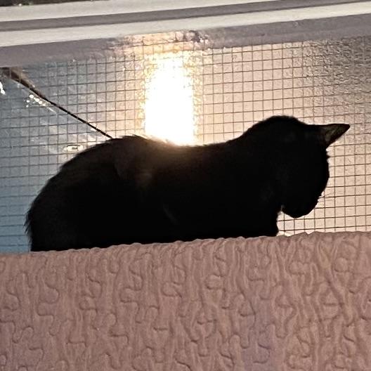 Nelly, a Adoptable Domestic Short Hair in Stanstead, QC image 3/6