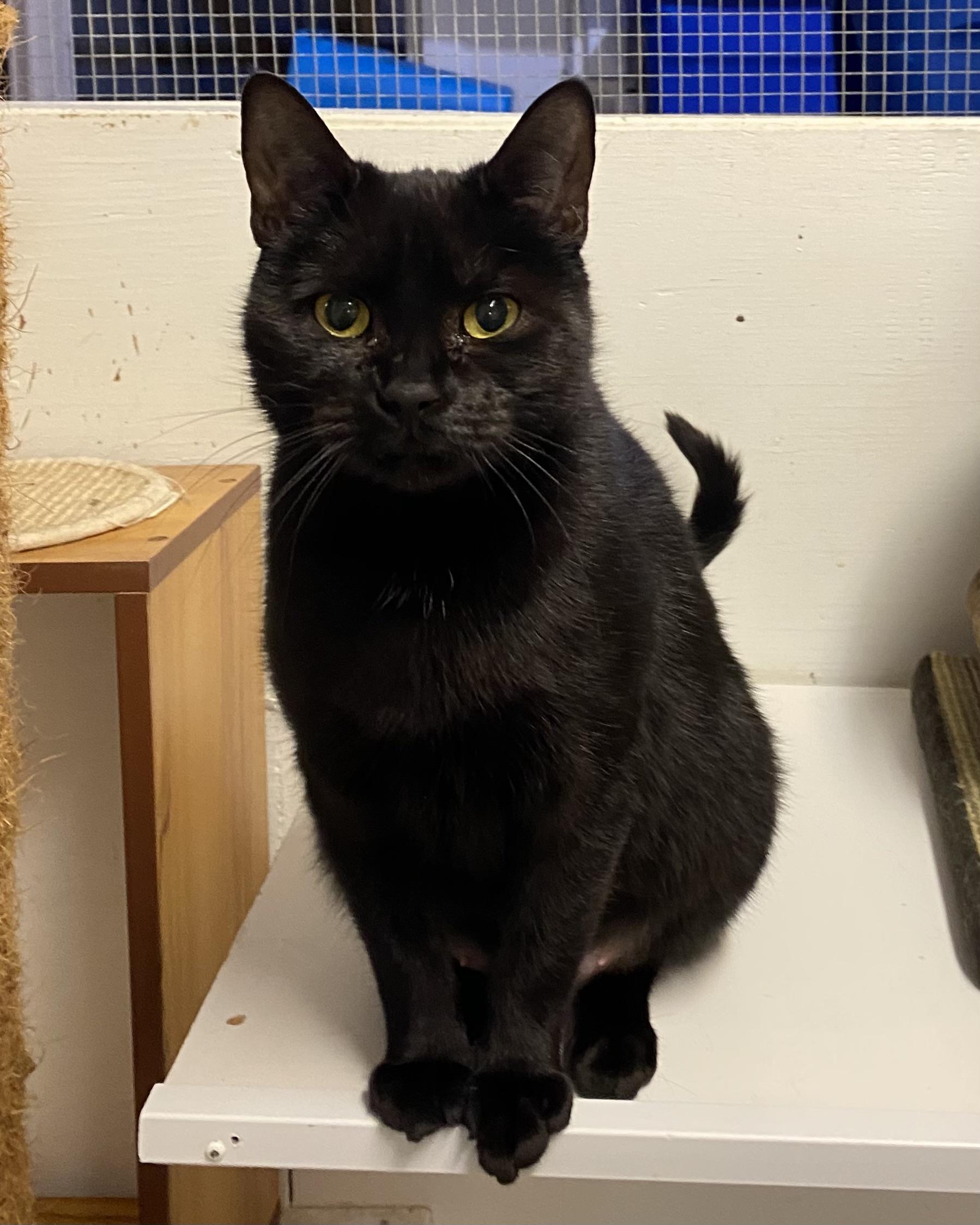 Enlarge Nelly, a Adoptable Domestic Short Hair in Stanstead, QC image 3/4