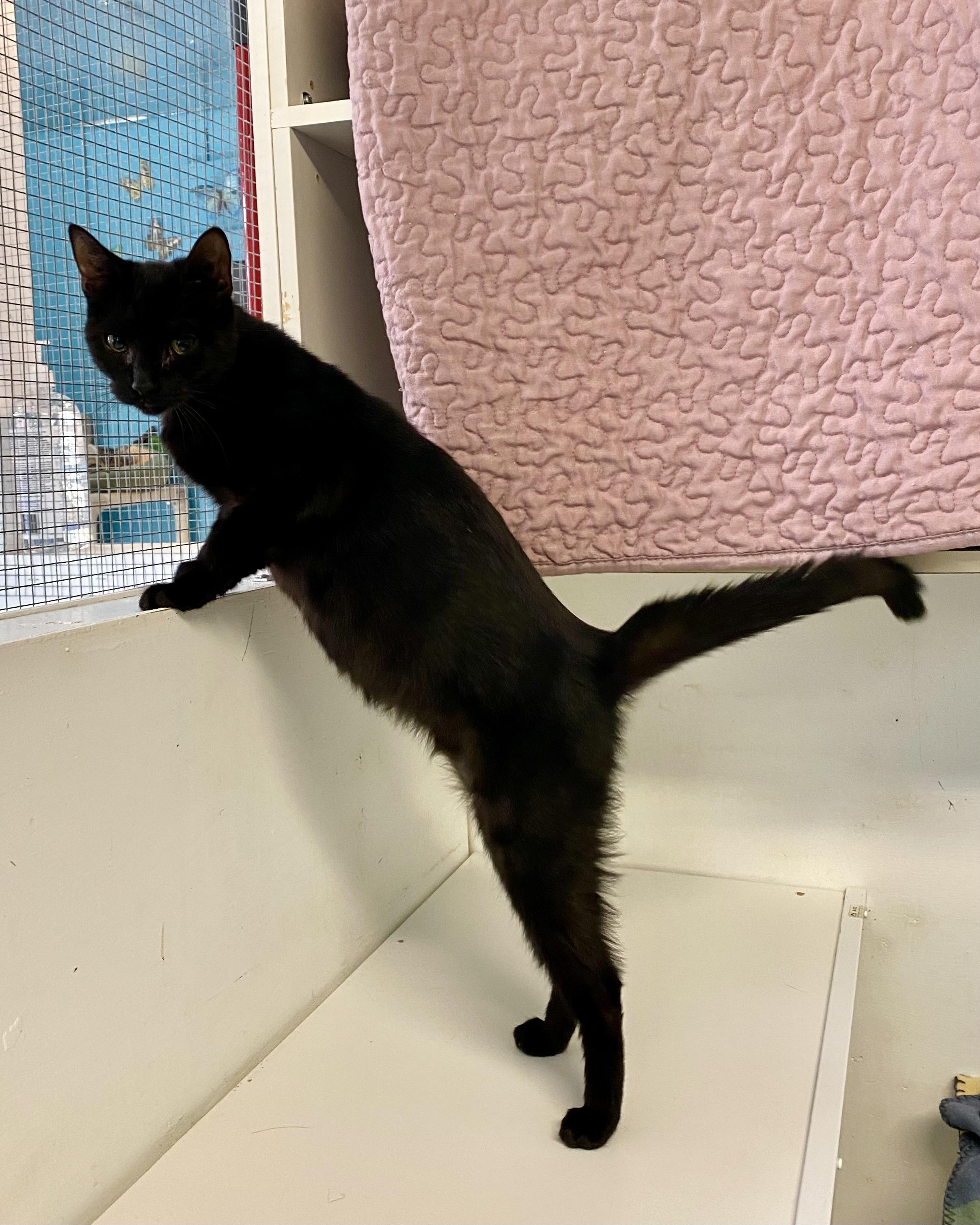 Nelly, a Adoptable Domestic Short Hair in Stanstead, QC image 4/6