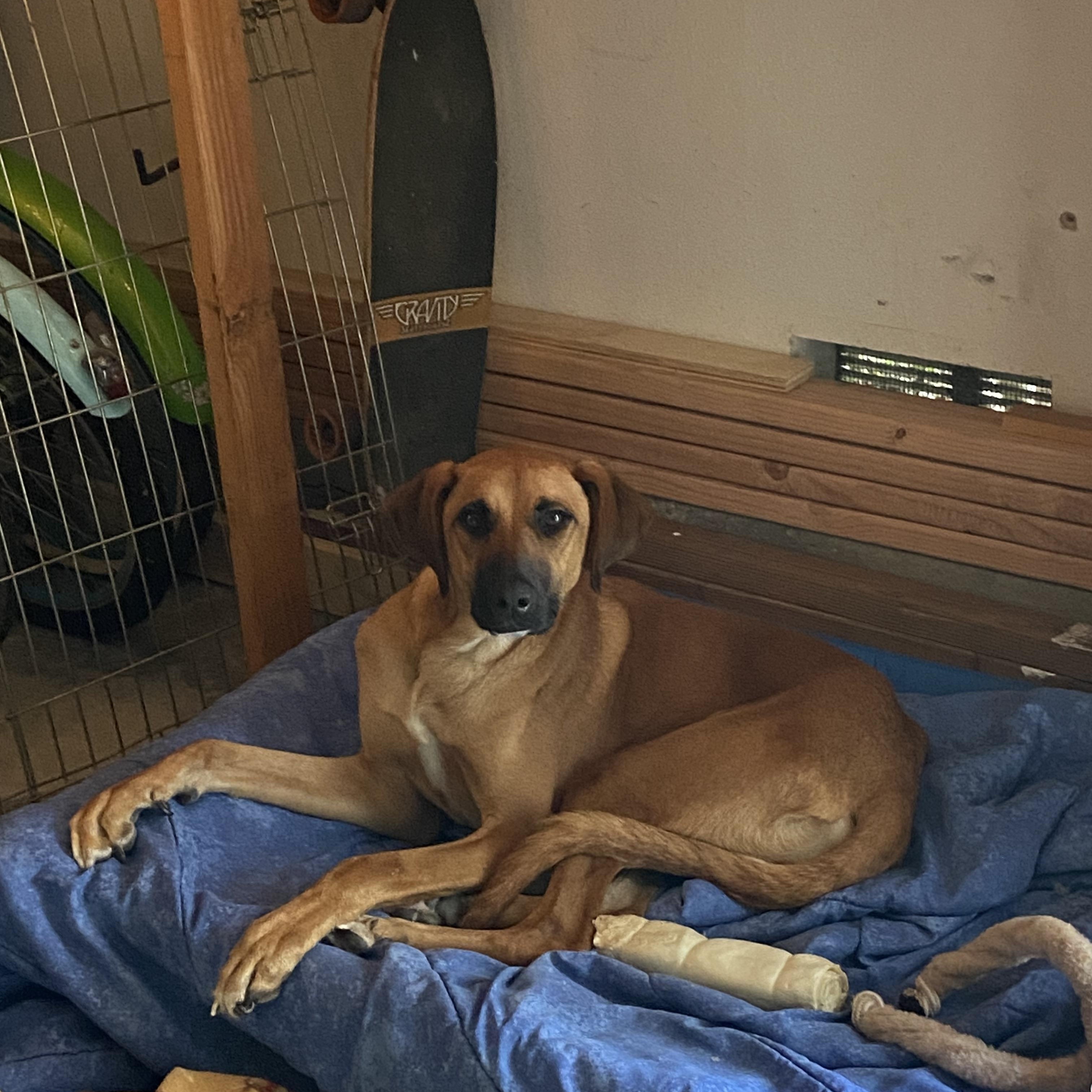 Dallas, an adopted mixed breed in Carlsbad, CA image 6/6