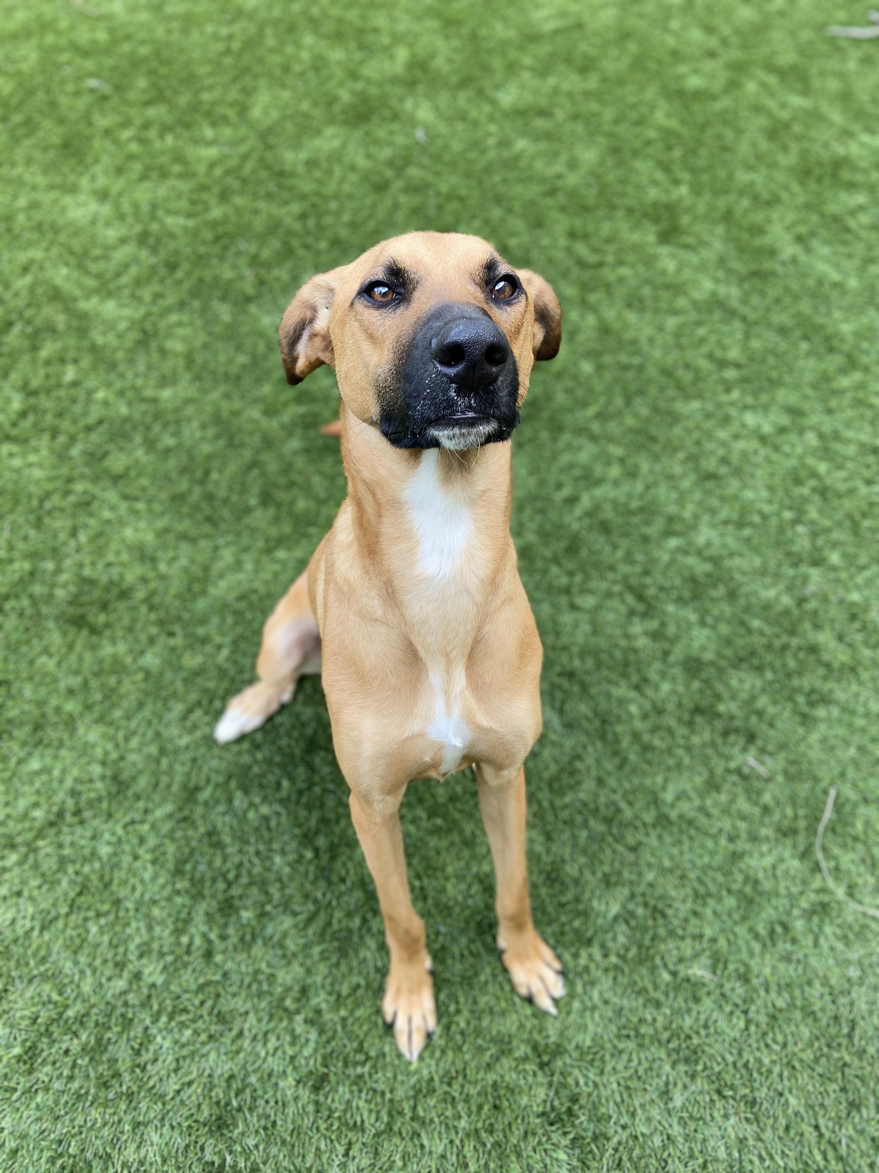 Dallas, an adopted mixed breed in Carlsbad, CA image 4/6