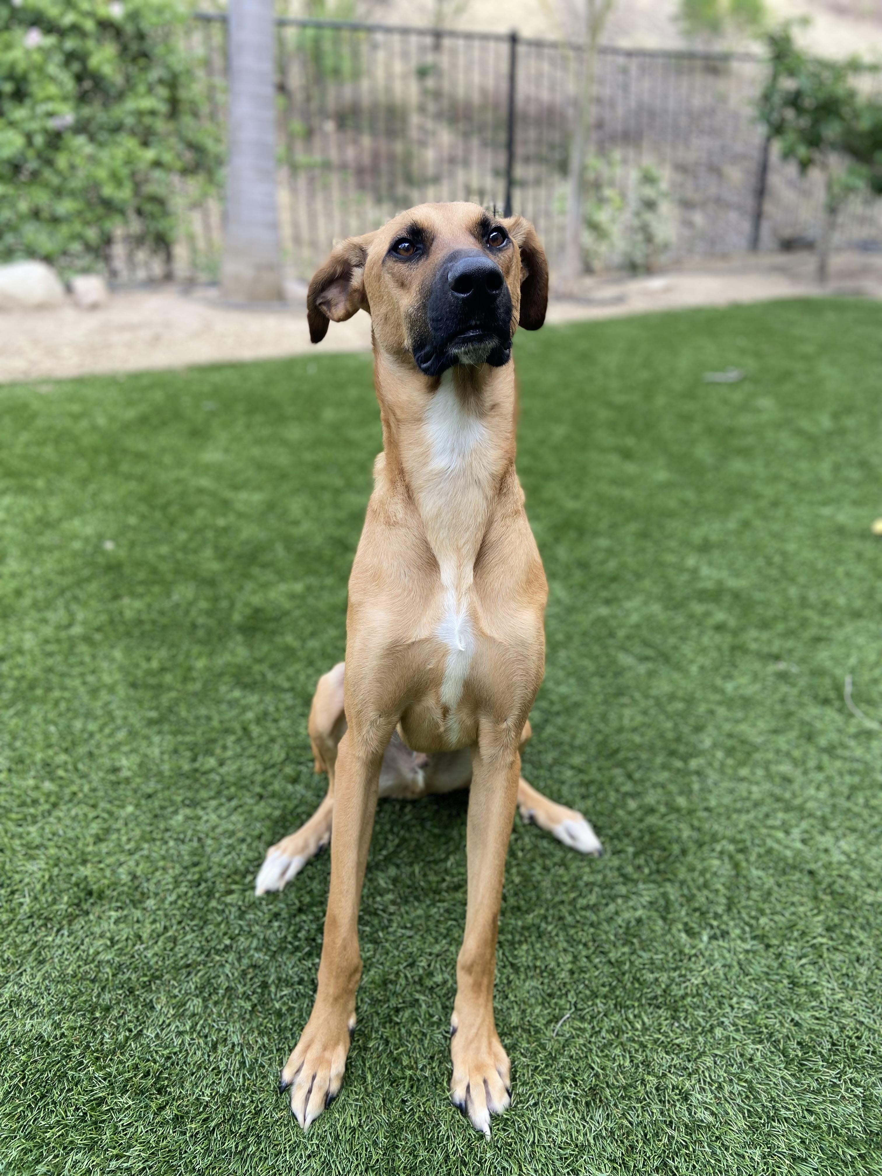 Dallas, an adopted mixed breed in Carlsbad, CA image 2/6