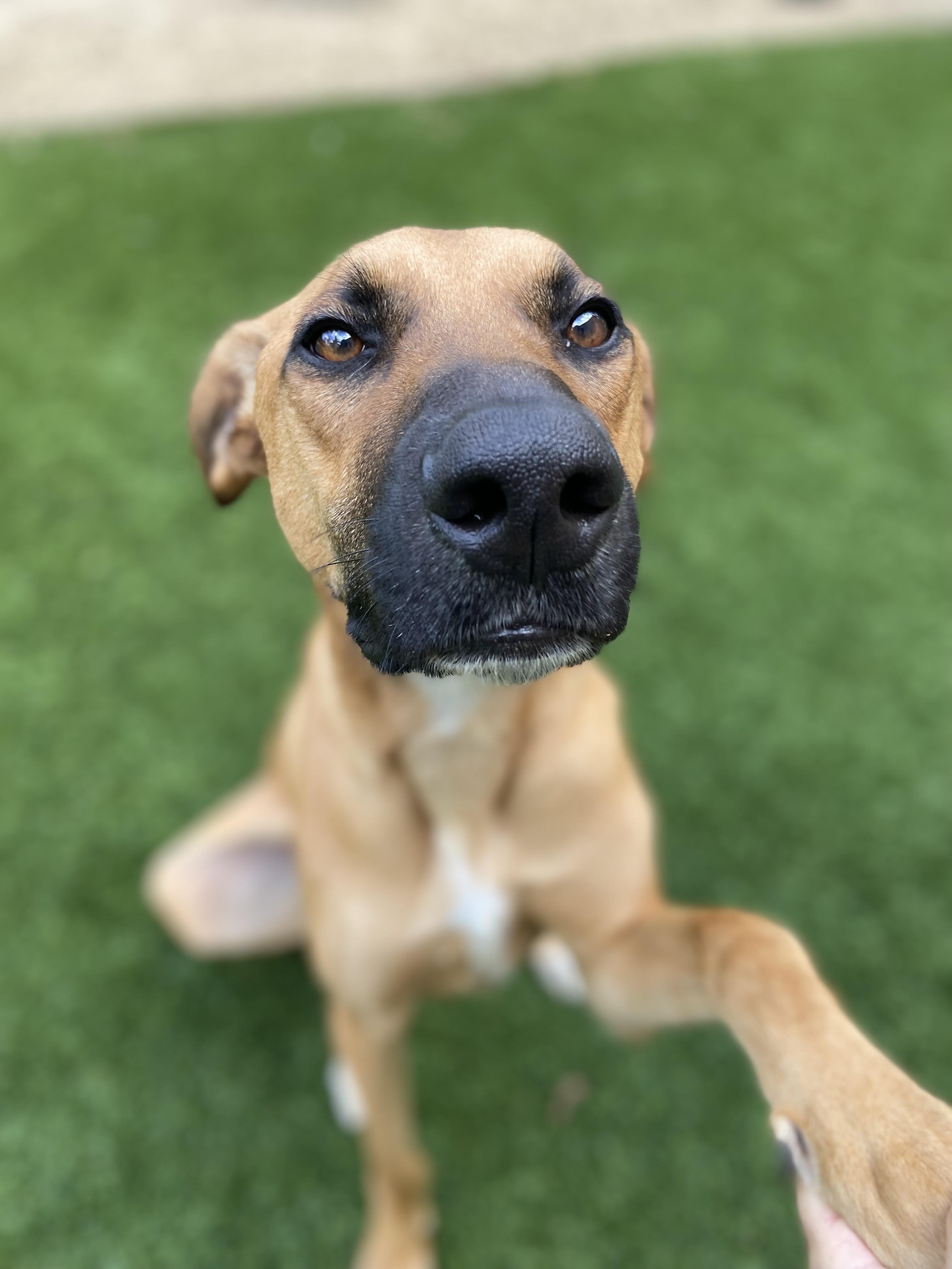 Dallas, an adopted mixed breed in Carlsbad, CA image 1/6